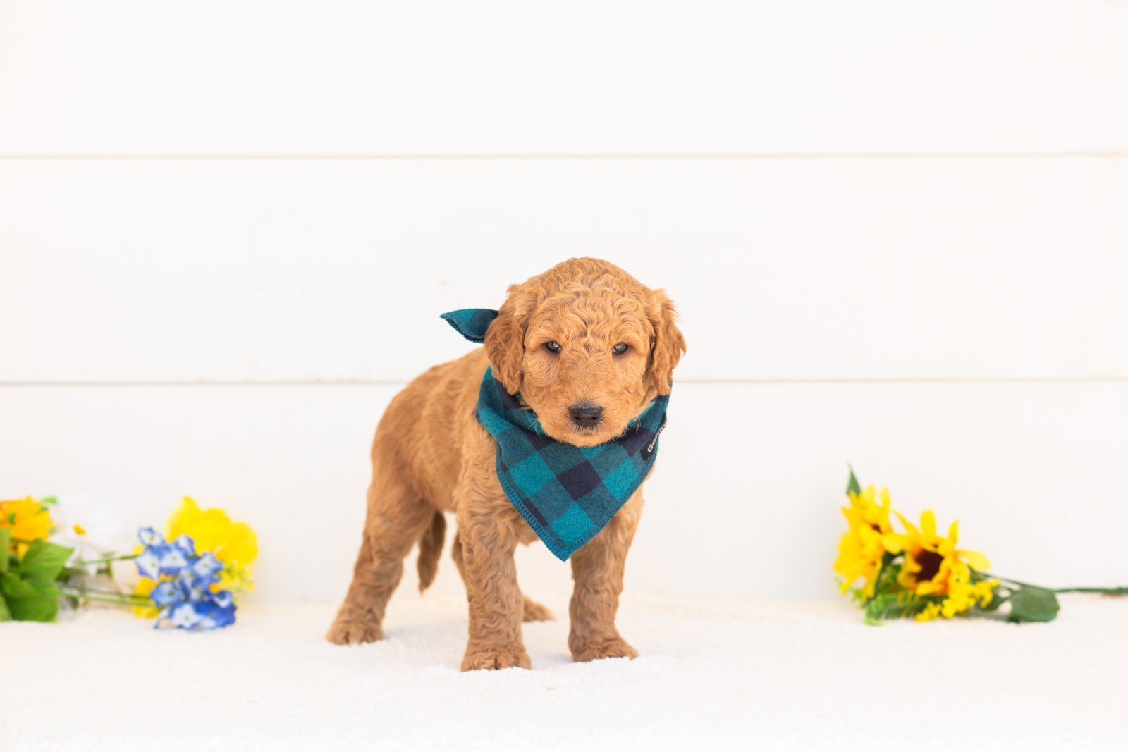 Basil goldendoodle for sale(3).jpg
