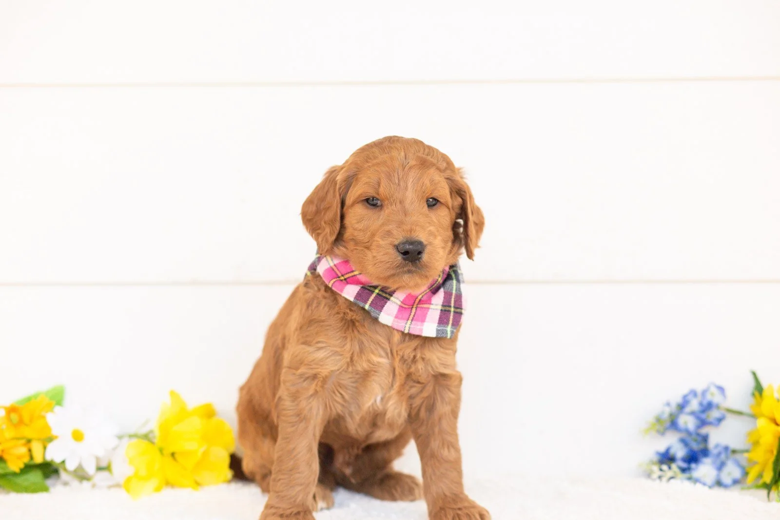Cayenne goldendoodle for sale.jpg