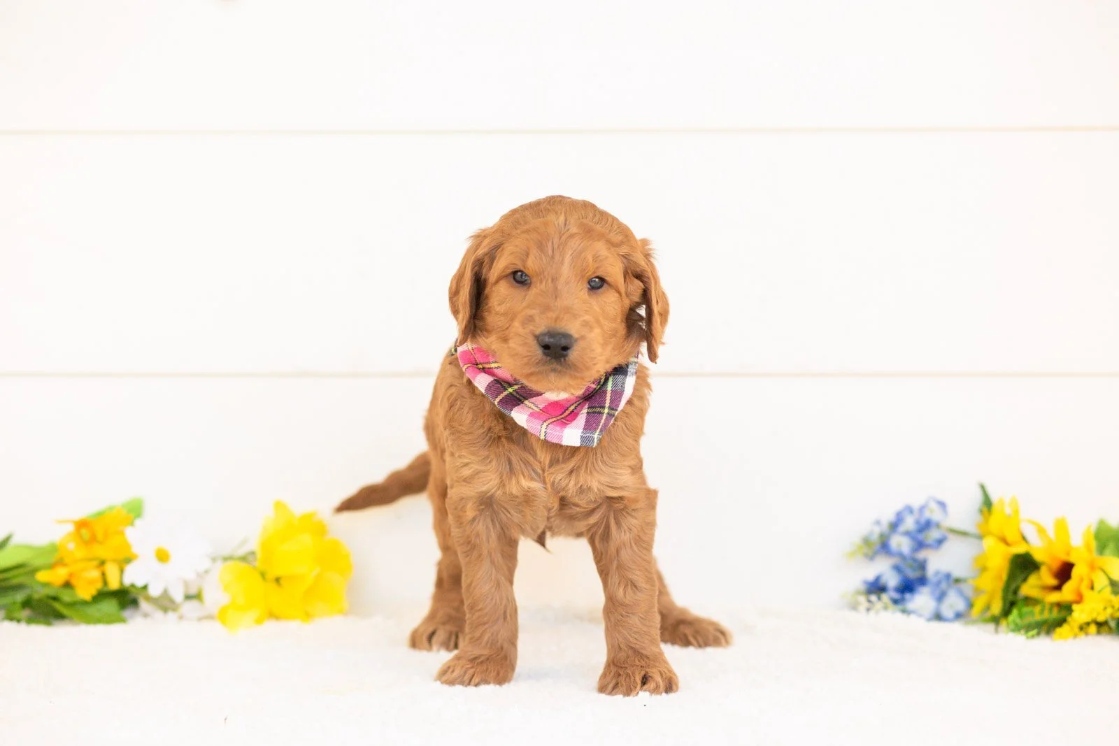 Cayenne goldendoodle for sale(1).jpg