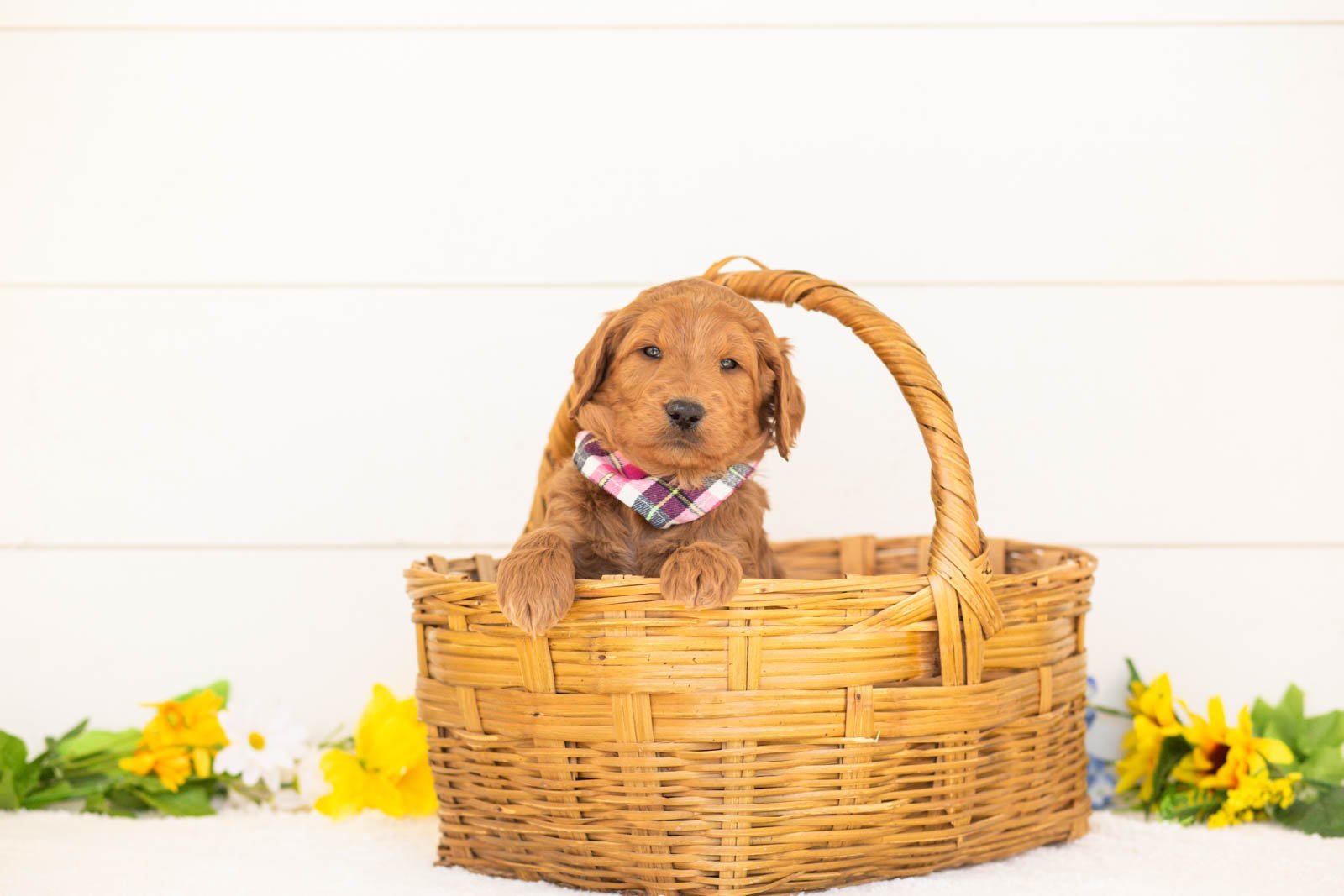Cayenne goldendoodle for sale(3).jpg
