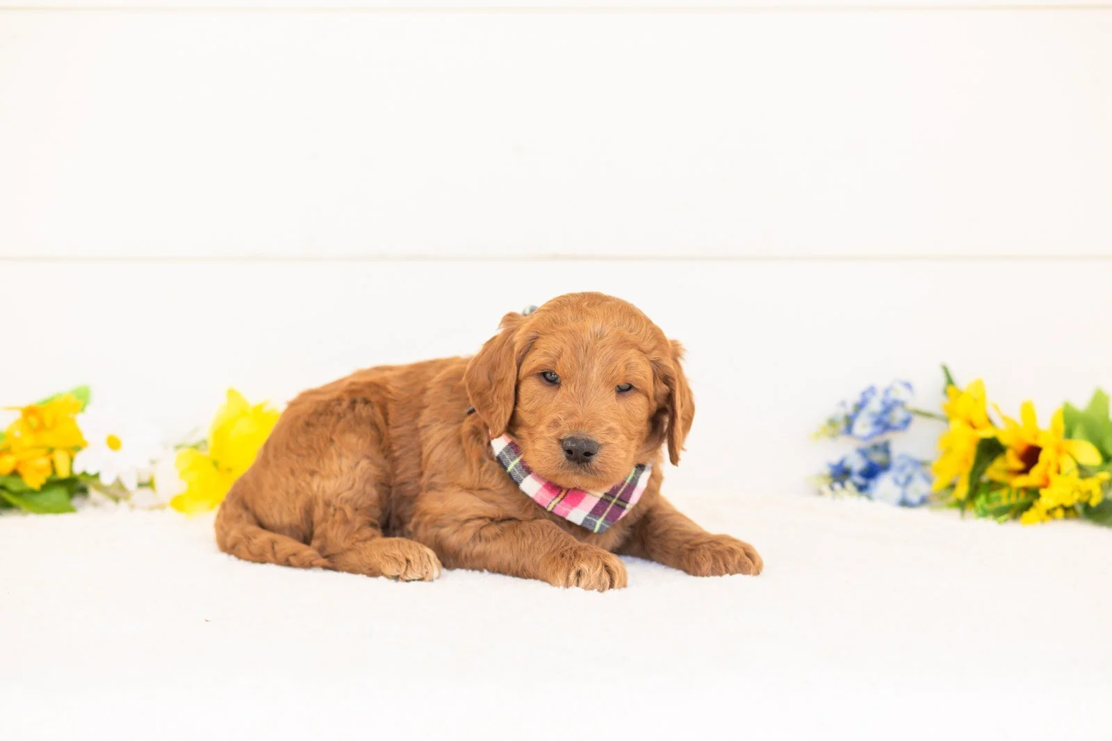 Cayenne goldendoodle for sale(2).jpg