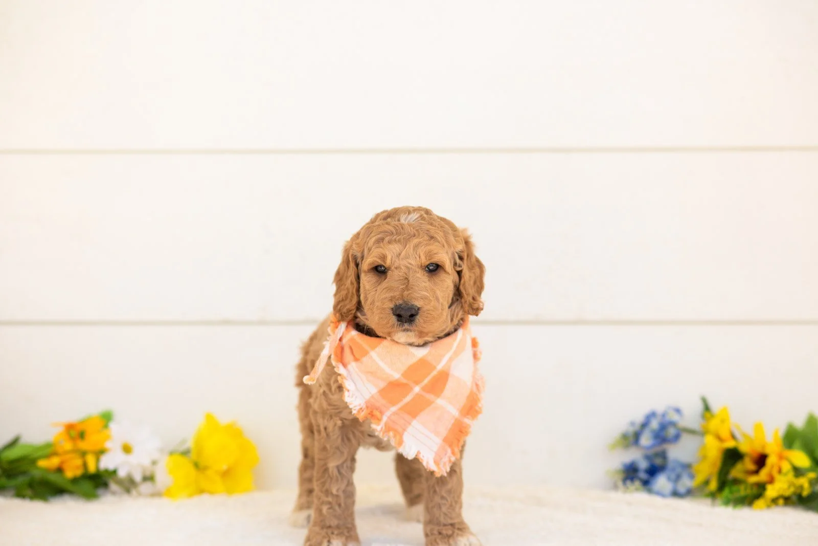 Clove goldendoodle for sale.jpg