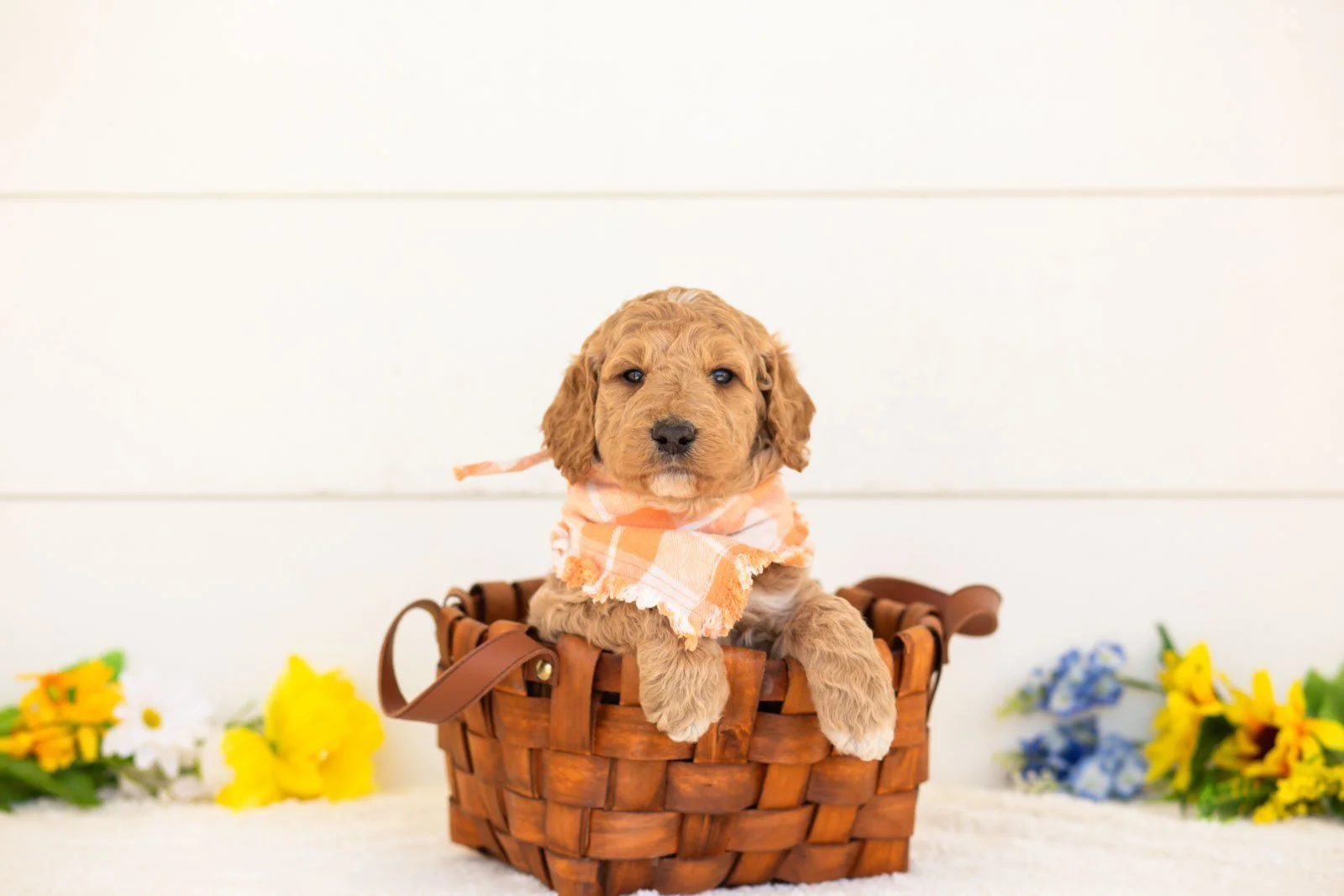 Clove goldendoodle for sale(3).jpg