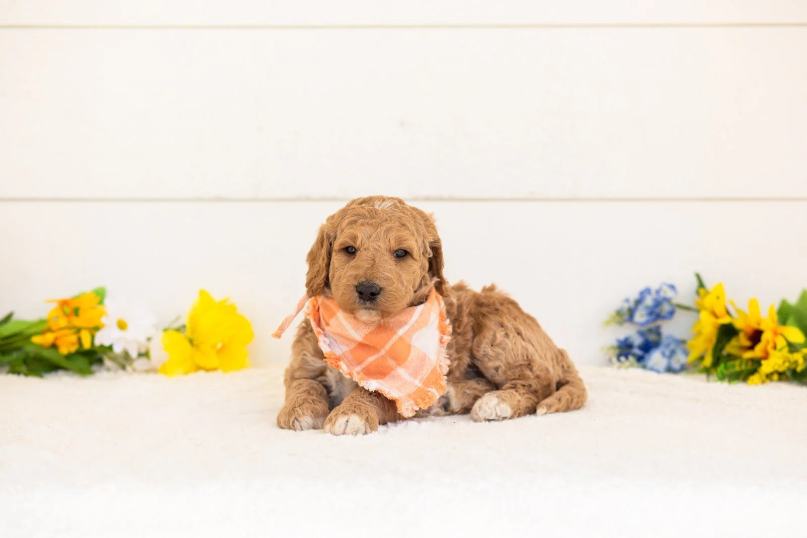 Clove goldendoodle for sale(1).jpg