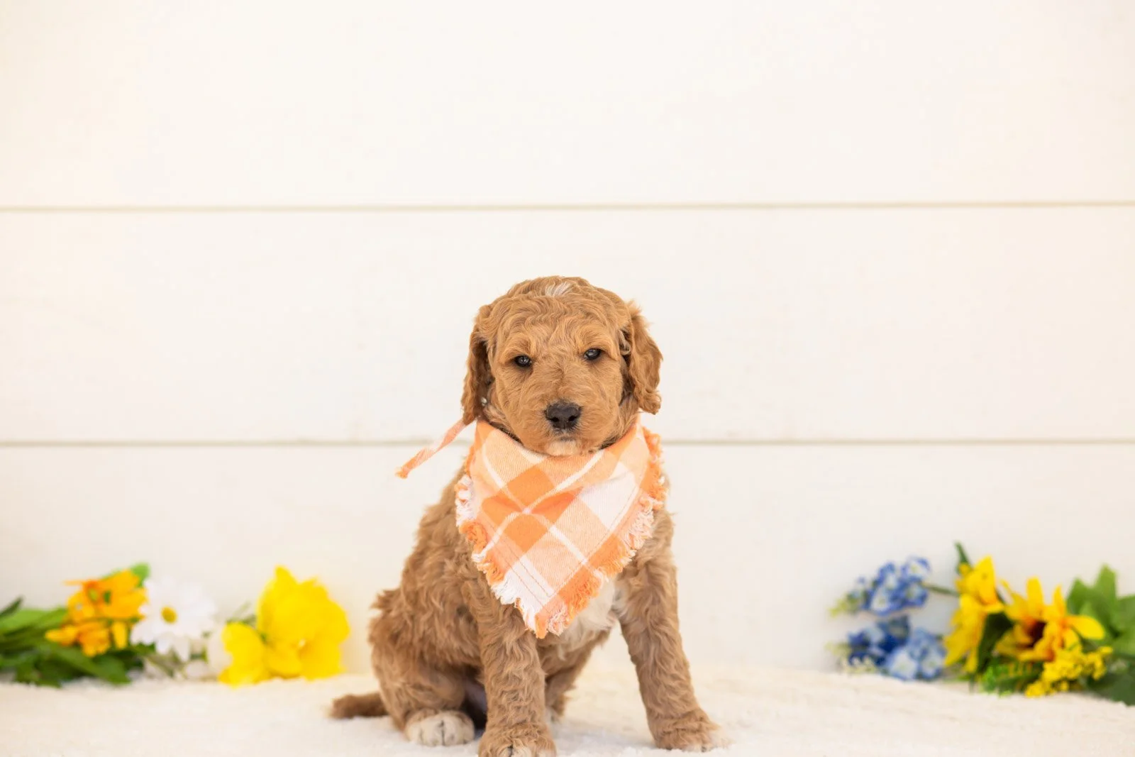 Clove goldendoodle for sale(2).jpg