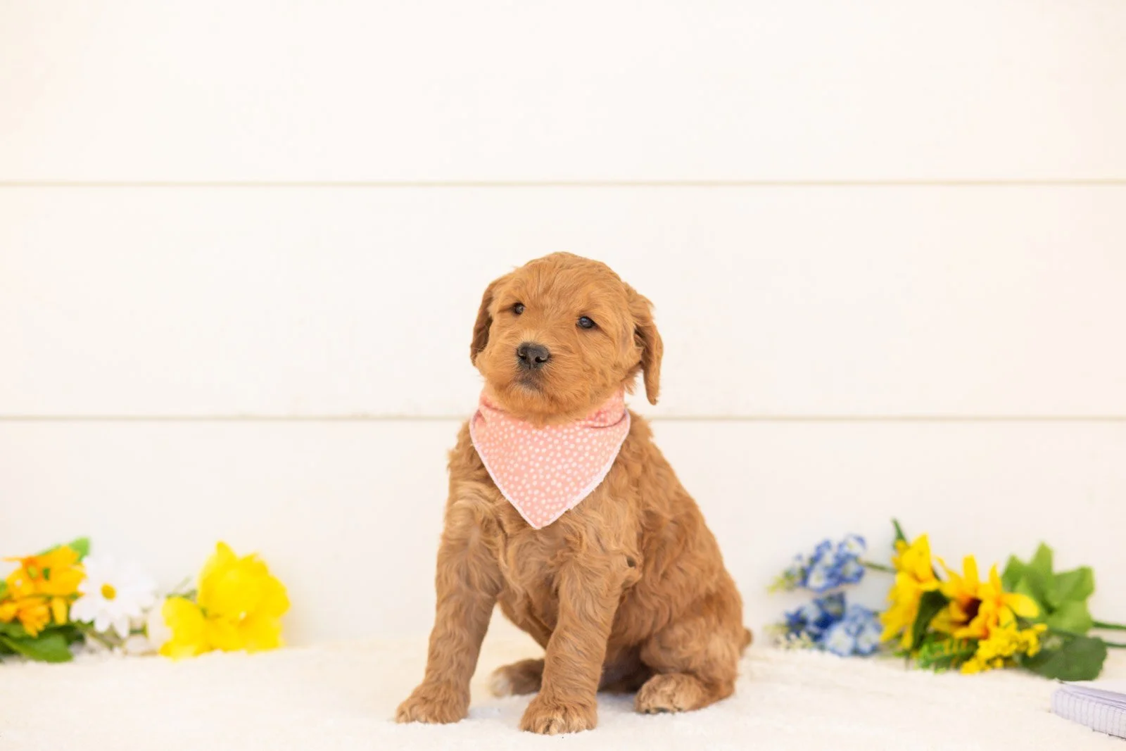 Wasabi goldendoodle for sale(1).jpg