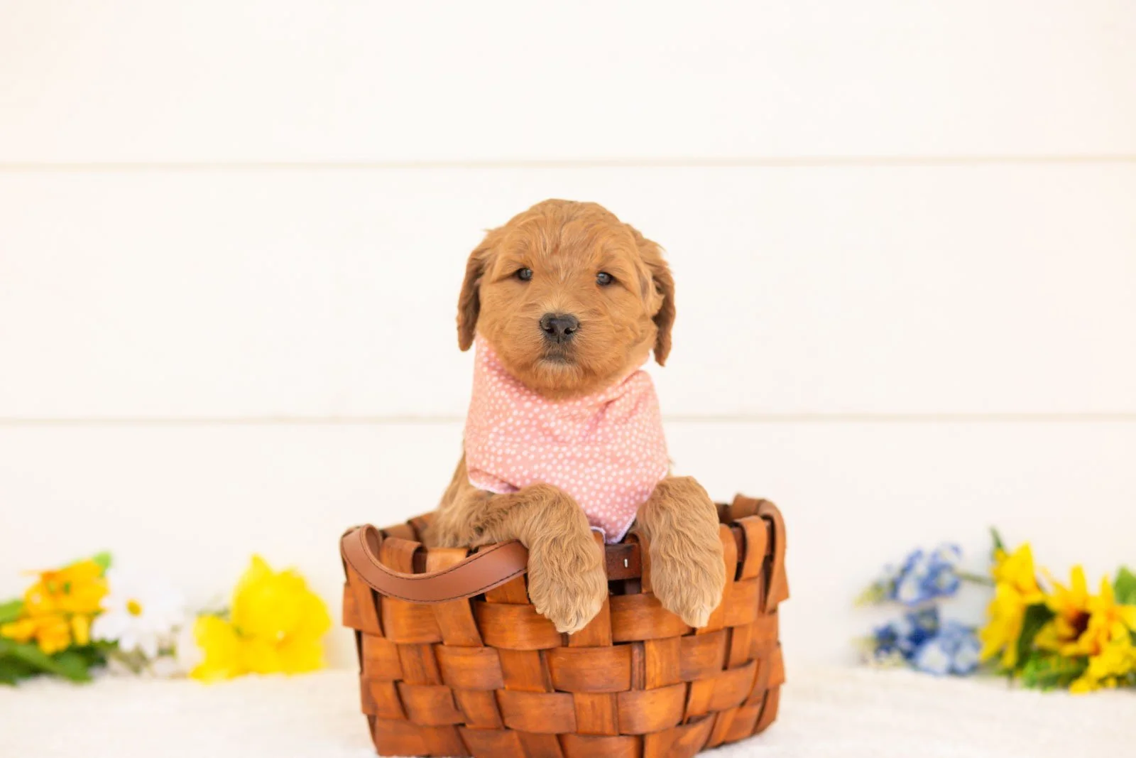 Wasabi goldendoodle for sale(4).jpg