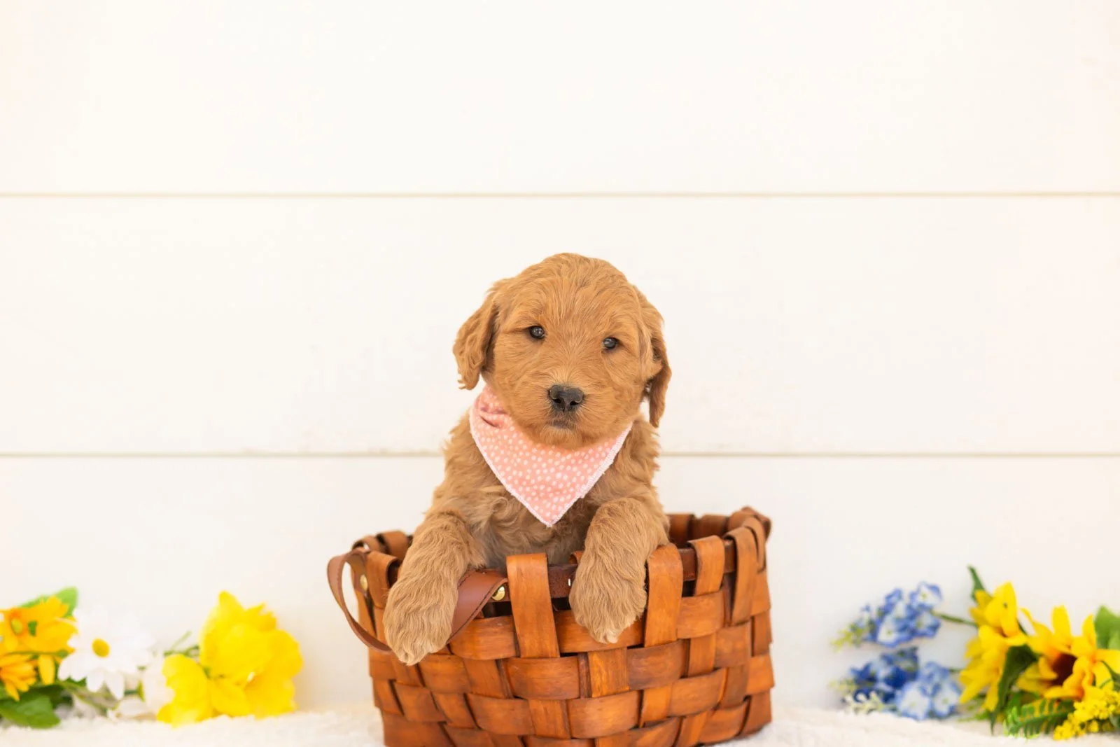 Wasabi goldendoodle for sale(3).jpg