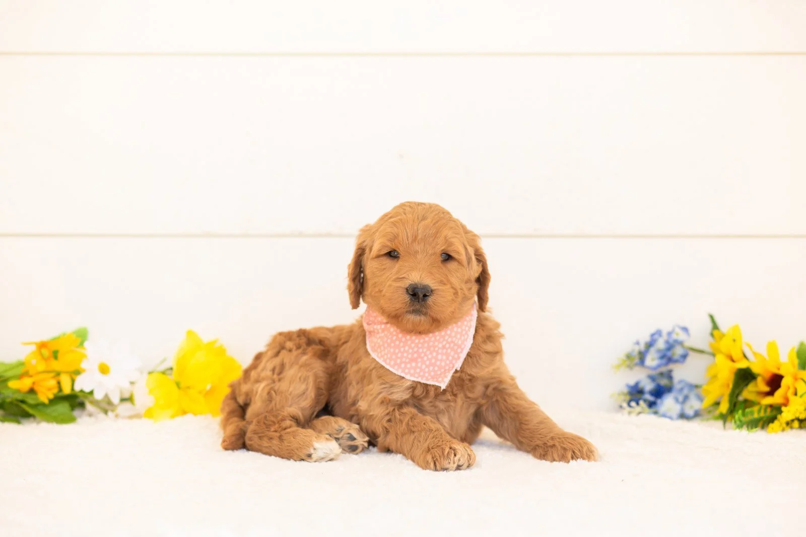 Wasabi goldendoodle for sale(2).jpg