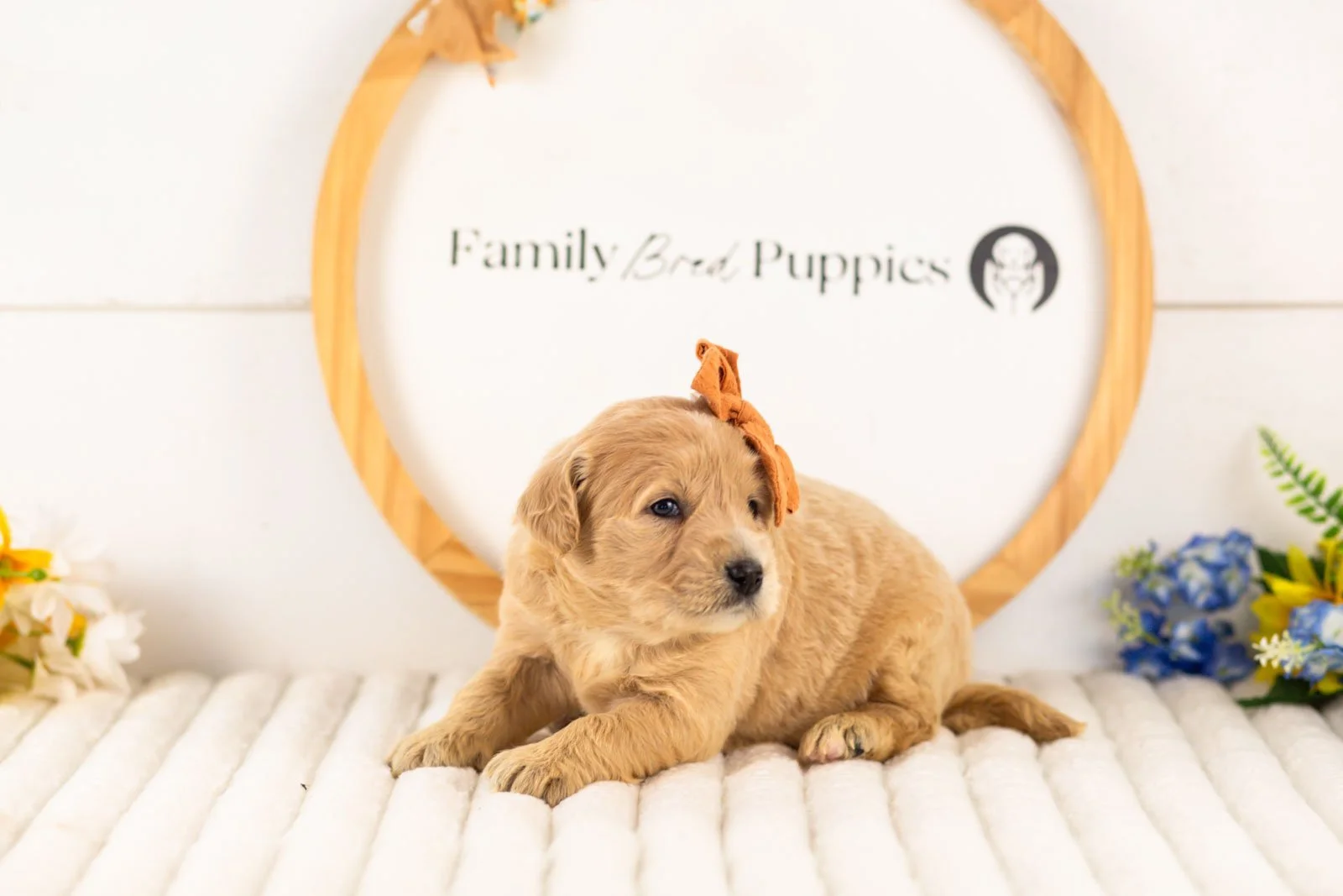 arwen goldendoodle for sale(1).jpg