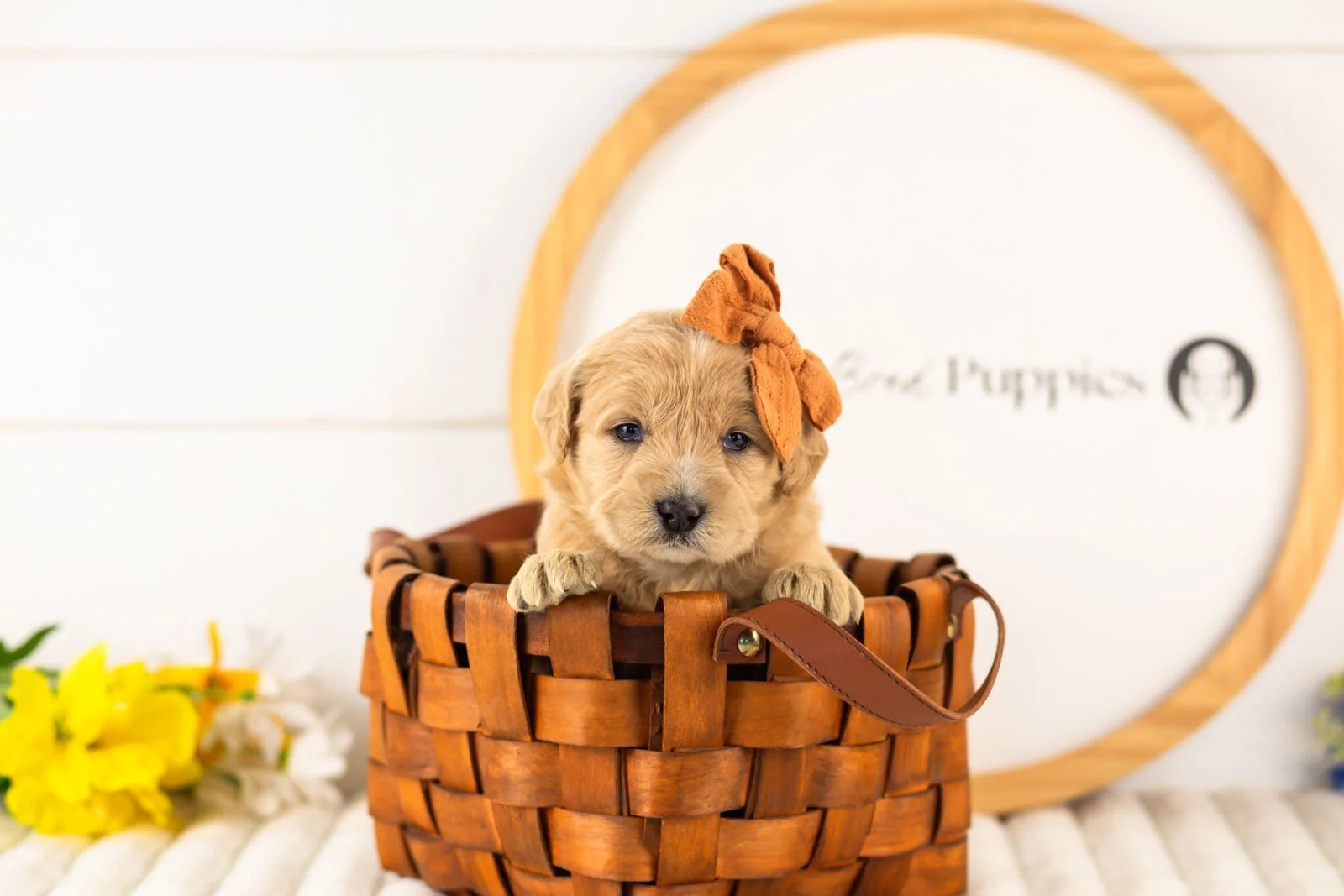 arwen goldendoodle for sale(3).jpg