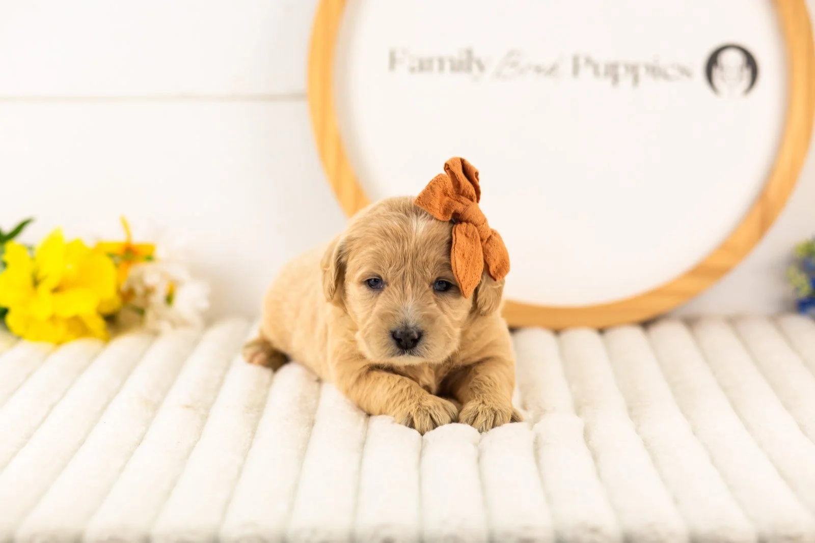 arwen goldendoodle for sale(2).jpg