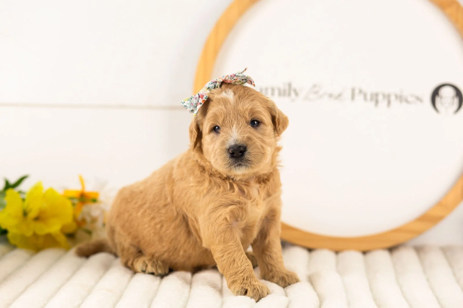 eowyn goldendoodle for sale.jpg