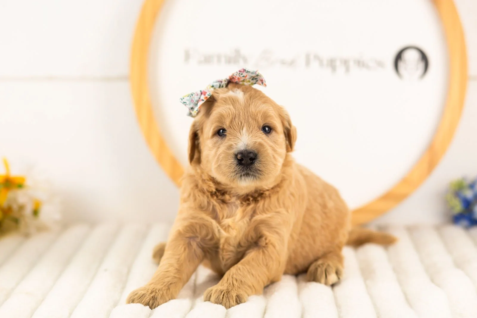 eowyn goldendoodle for sale(1).jpg