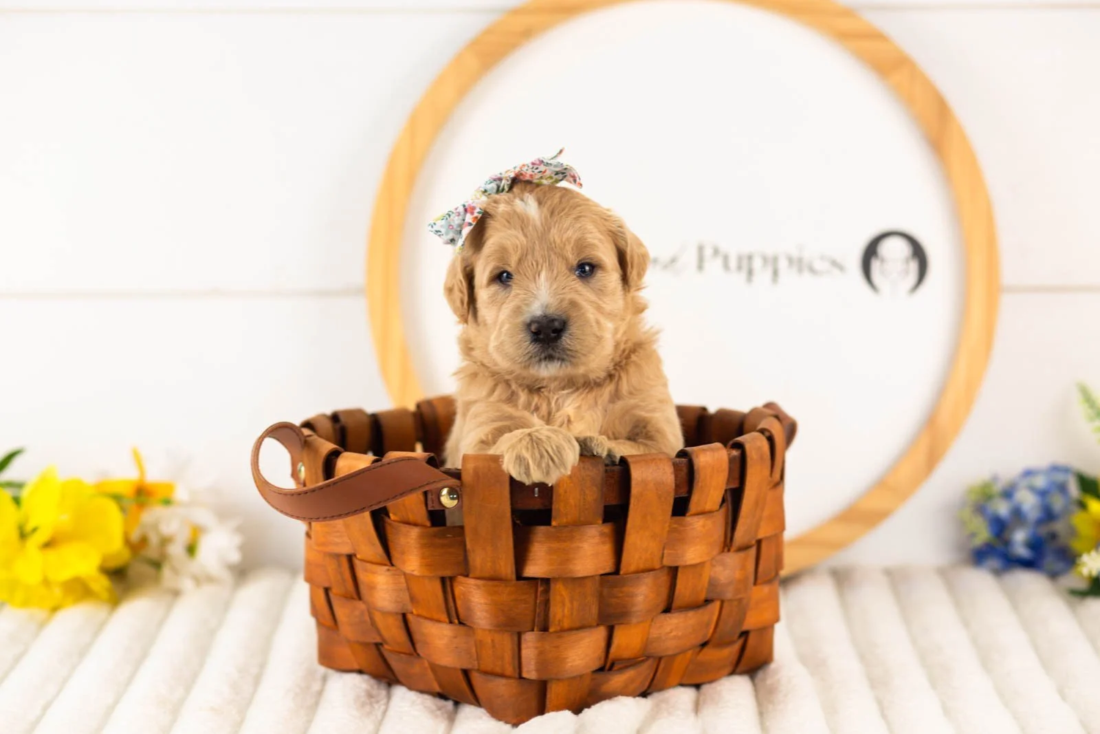 eowyn goldendoodle for sale(2).jpg