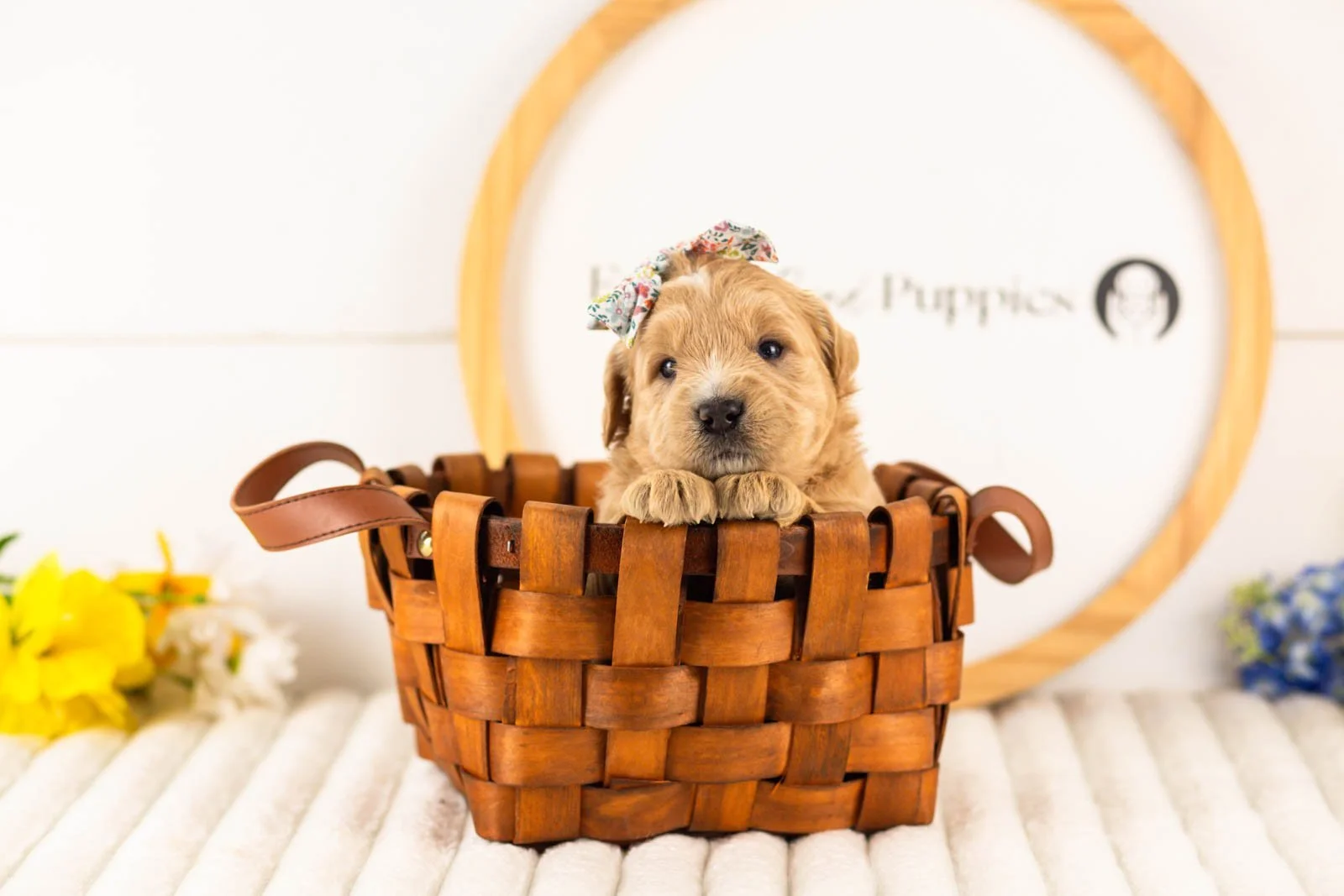 eowyn goldendoodle for sale(3).jpg