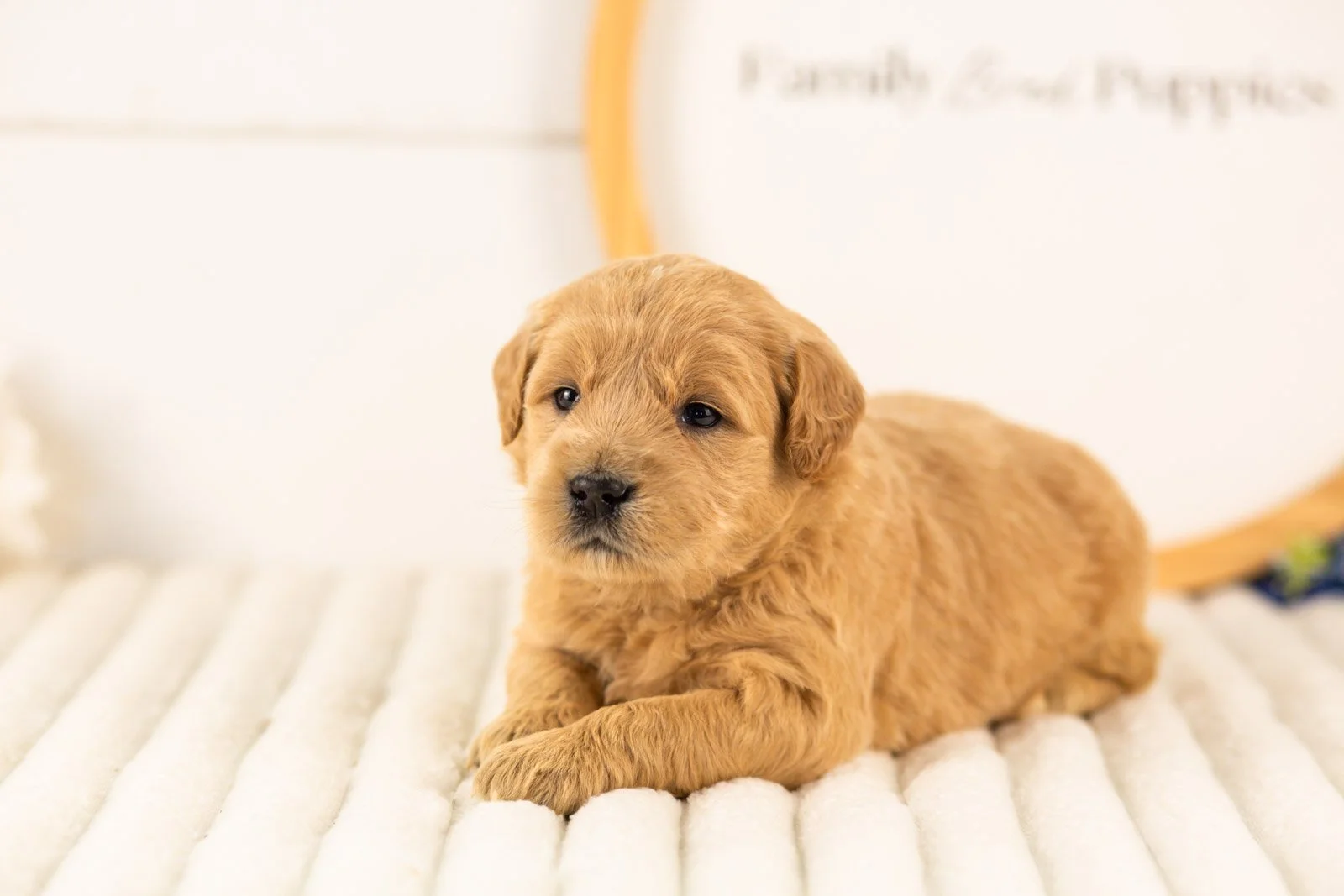 aragorn goldendoodle for sale.jpg