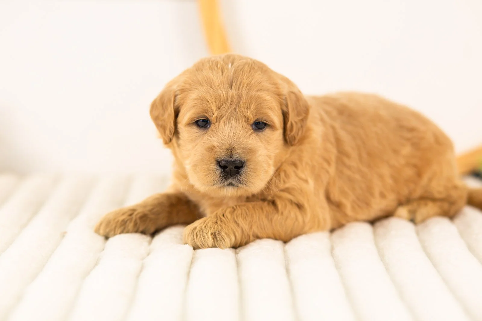 aragorn goldendoodle for sale(1).jpg