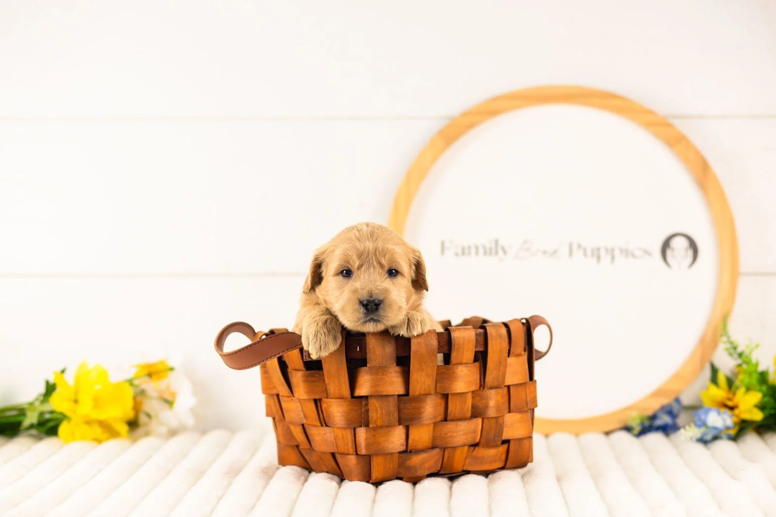 aragorn goldendoodle for sale(4).jpg