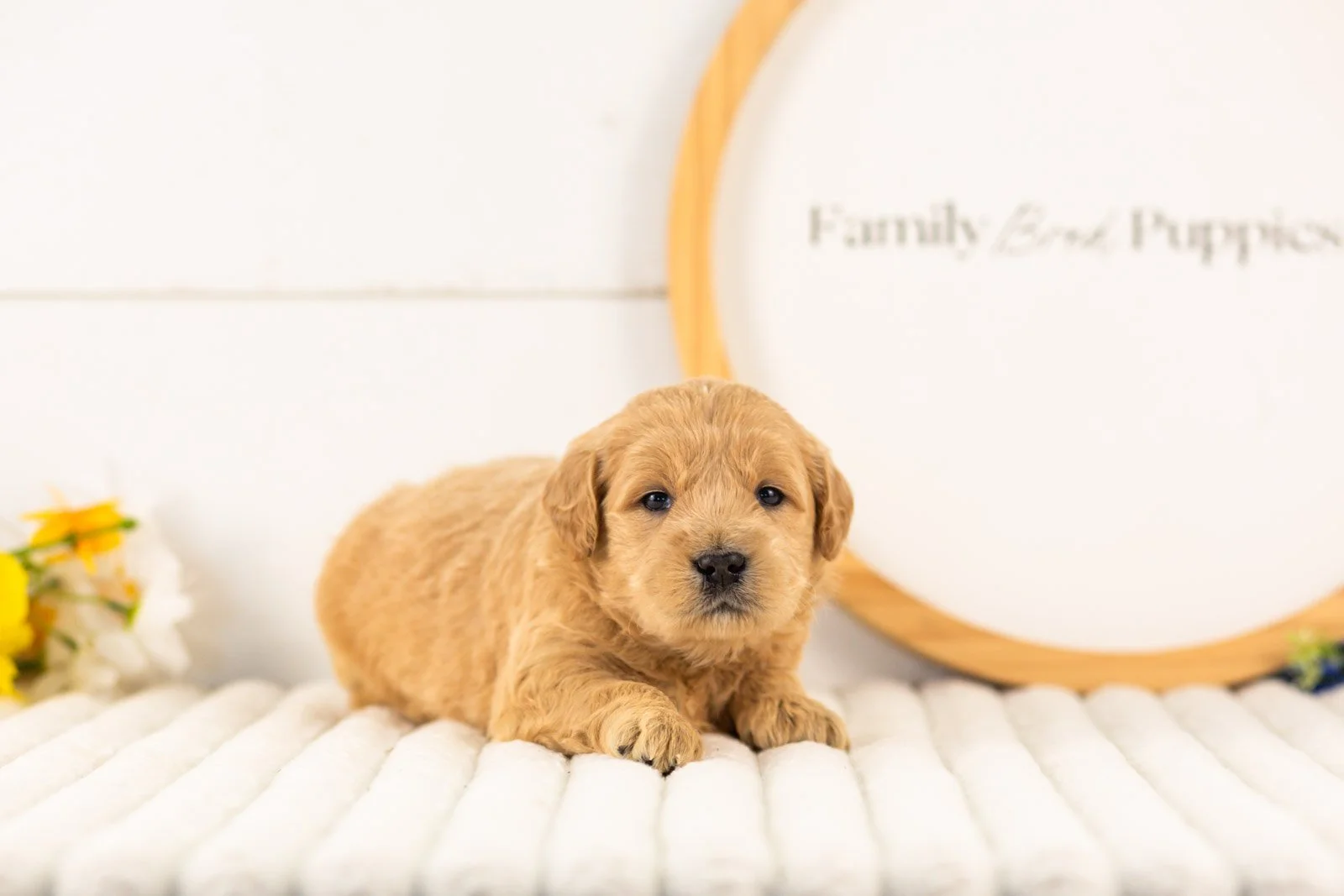 aragorn goldendoodle for sale(3).jpg