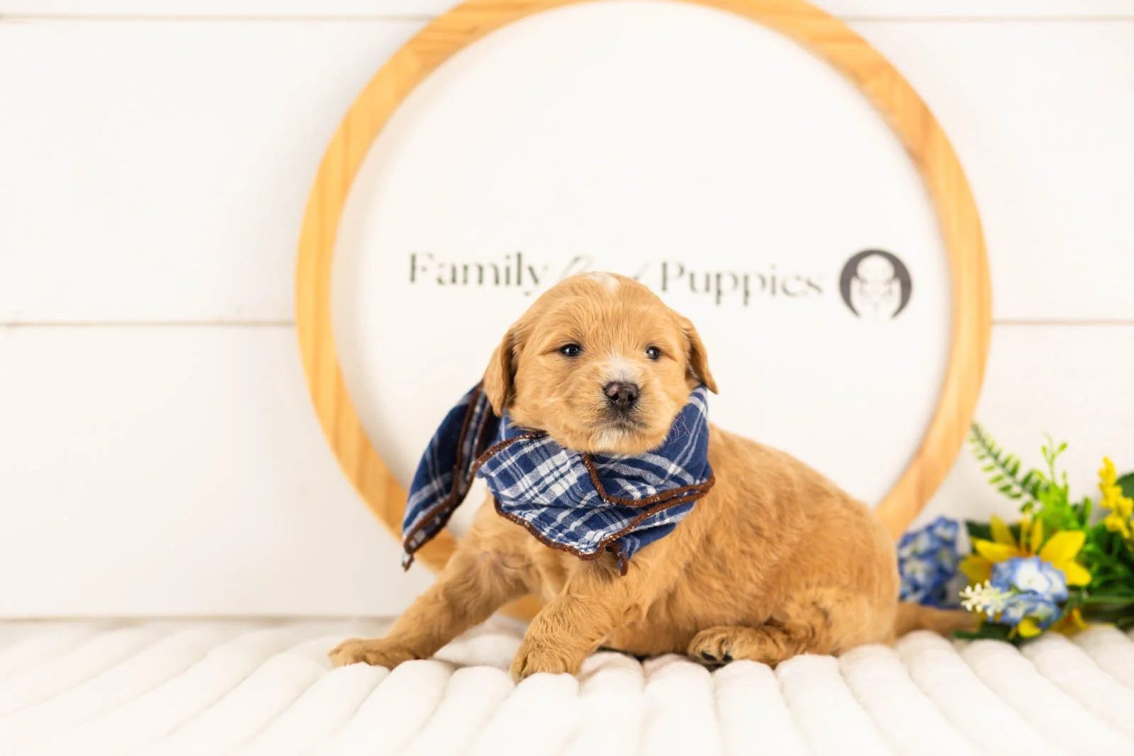 frodo goldendoodle for sale.jpg