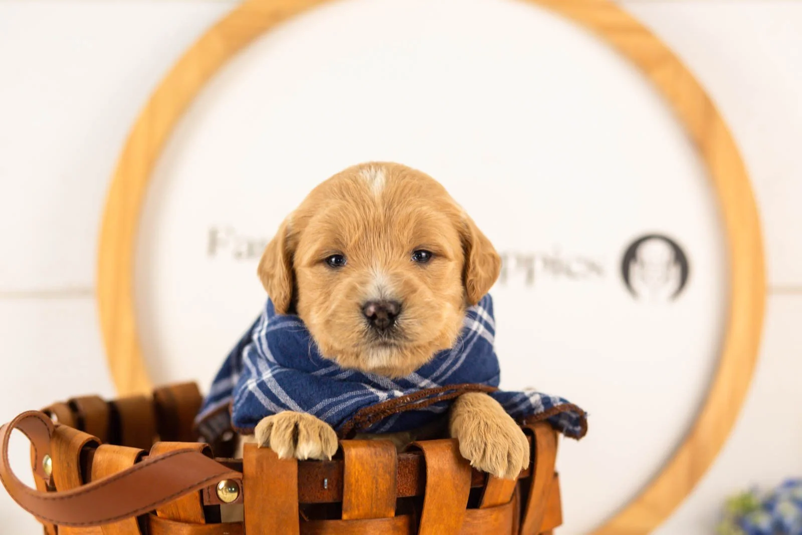 frodo goldendoodle for sale(3).jpg