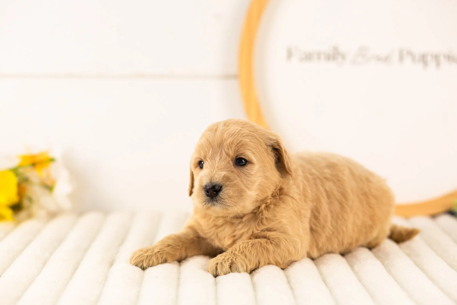 gandalf goldendoodle for sale(1).jpg