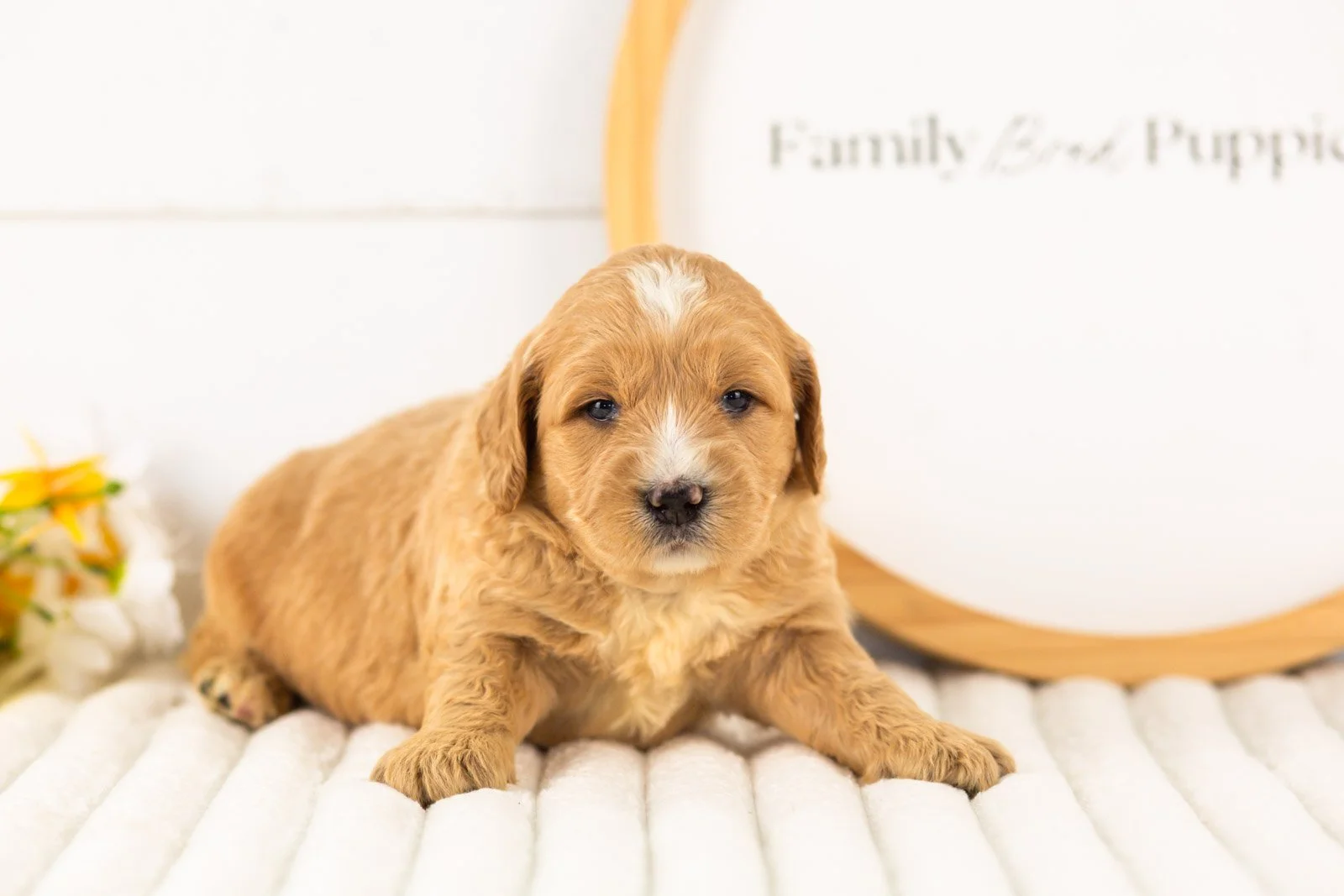 legolas goldendoodle for sale.jpg