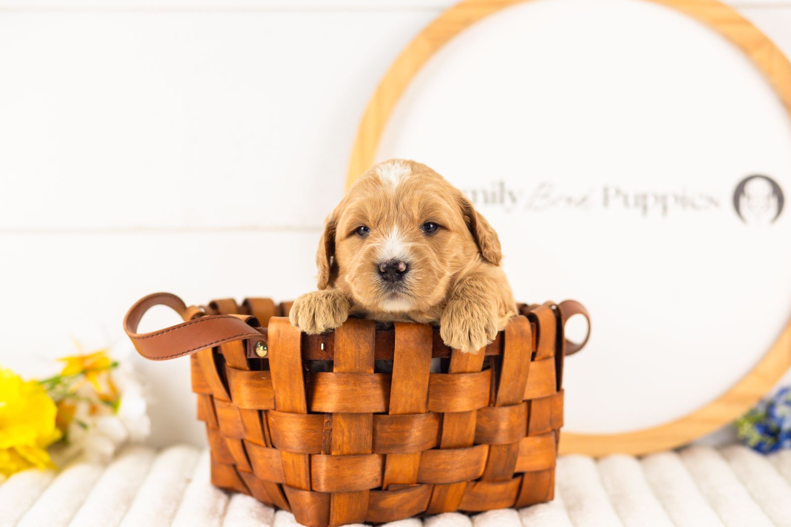 legolas goldendoodle for sale(2).jpg