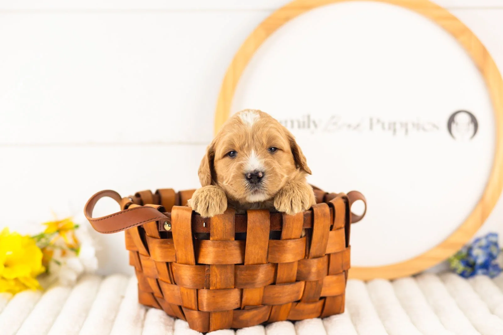 legolas goldendoodle for sale(3).jpg