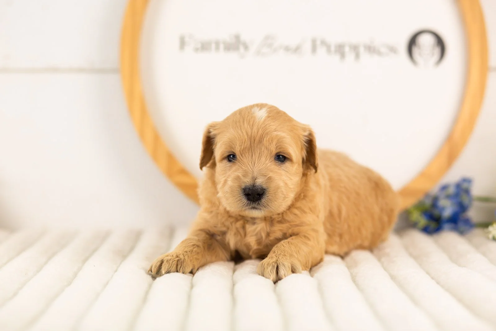 samwise goldendoodle for sale.jpg