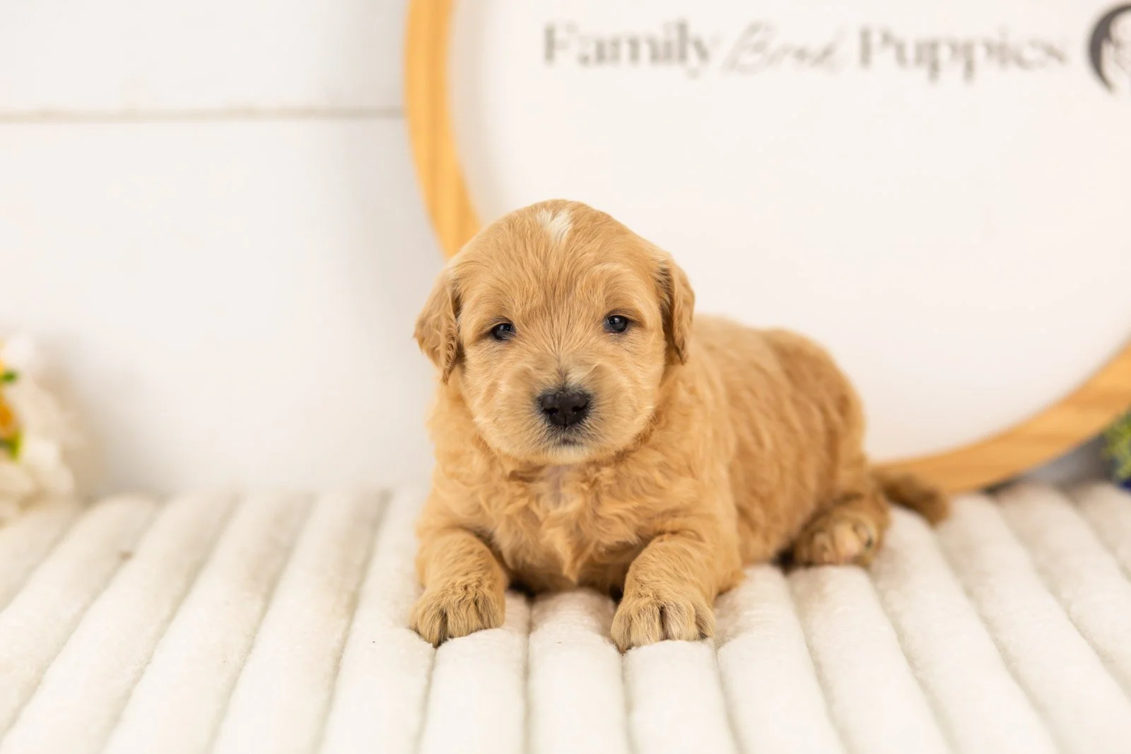 samwise goldendoodle for sale(2).jpg