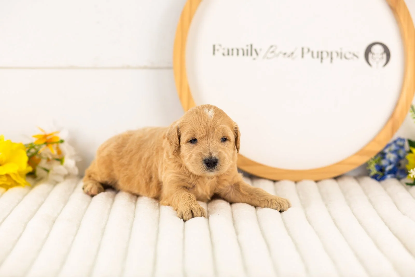 samwise goldendoodle for sale(3).jpg