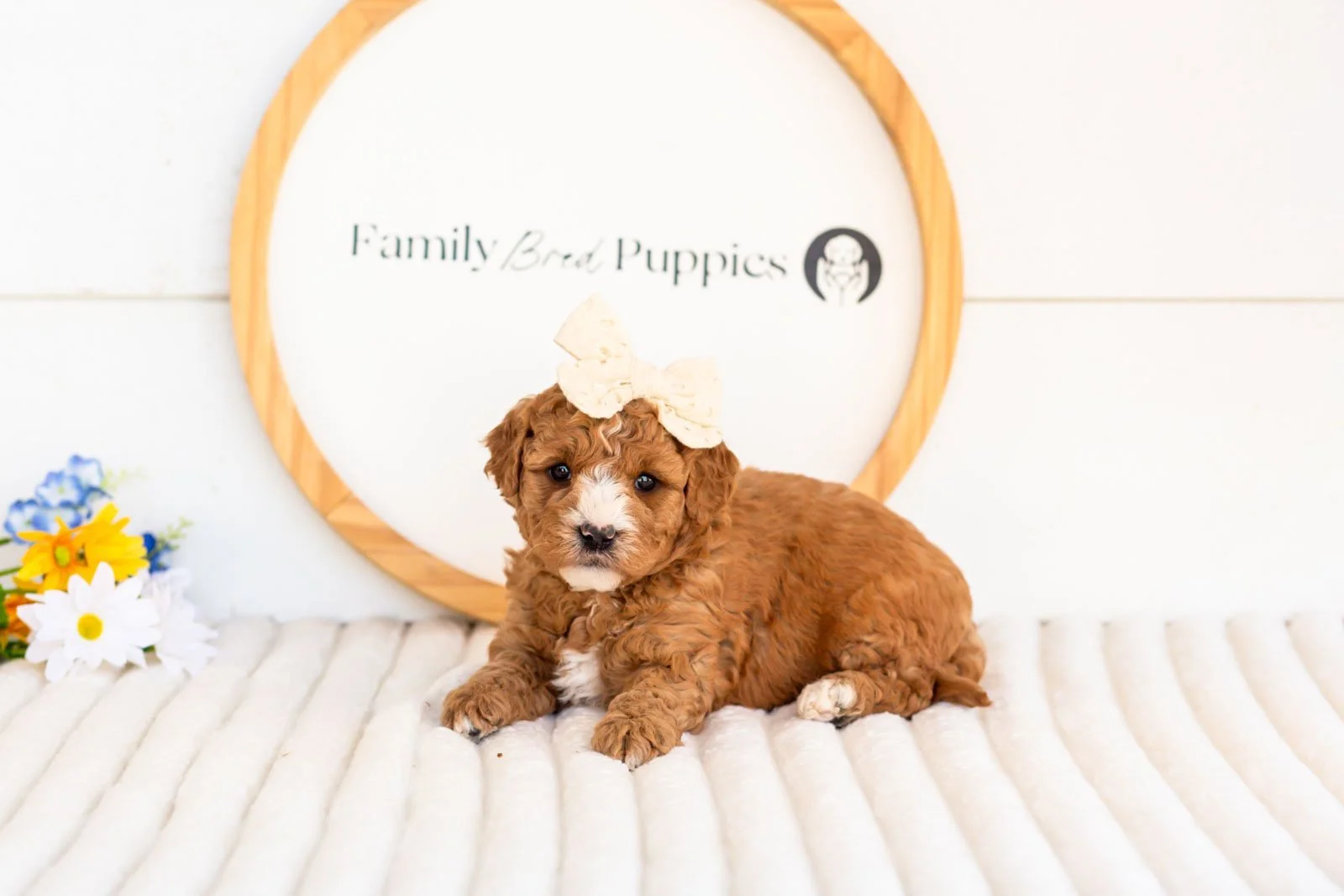 cora goldendoodle for sale.jpg