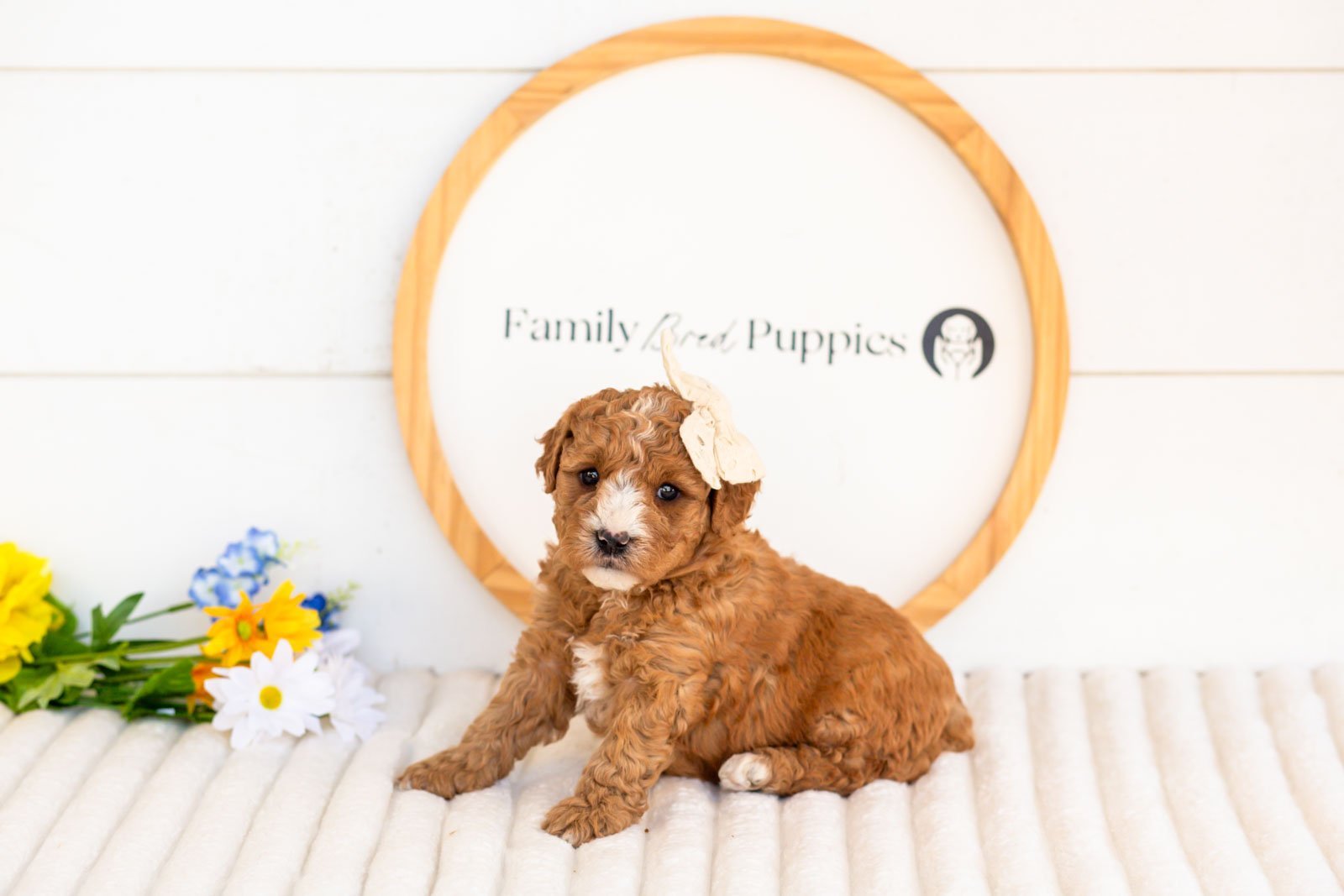 cora goldendoodle for sale(1).jpg