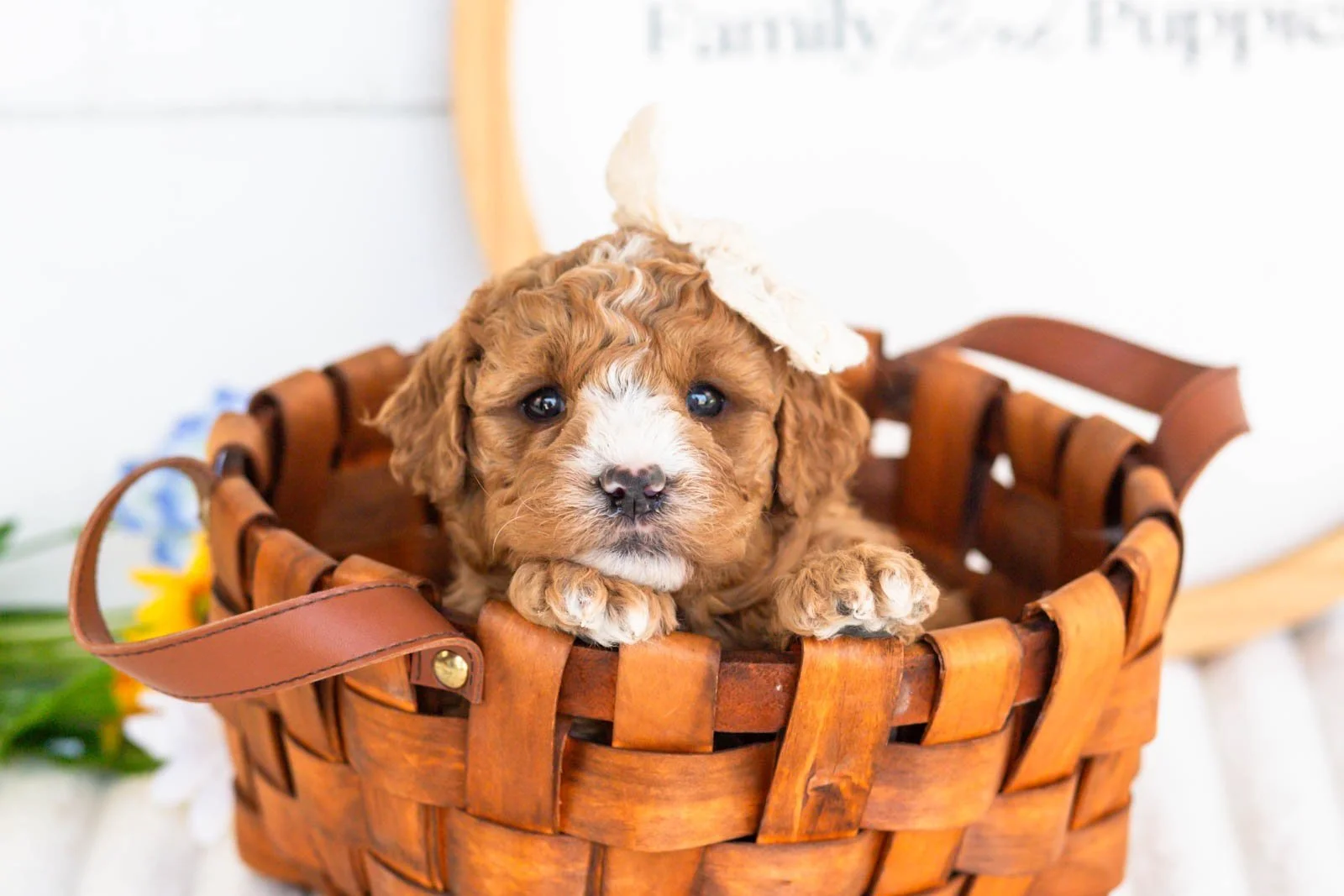 cora goldendoodle for sale(4).jpg