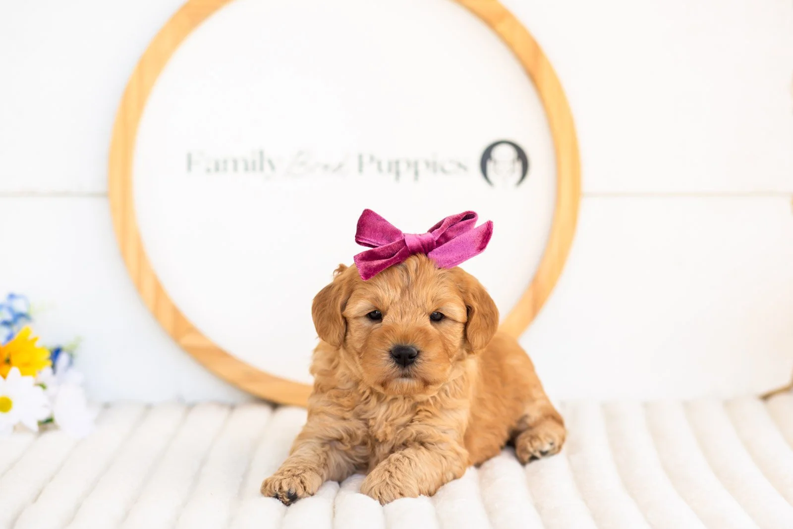 edith goldendoodle for sale..jpg