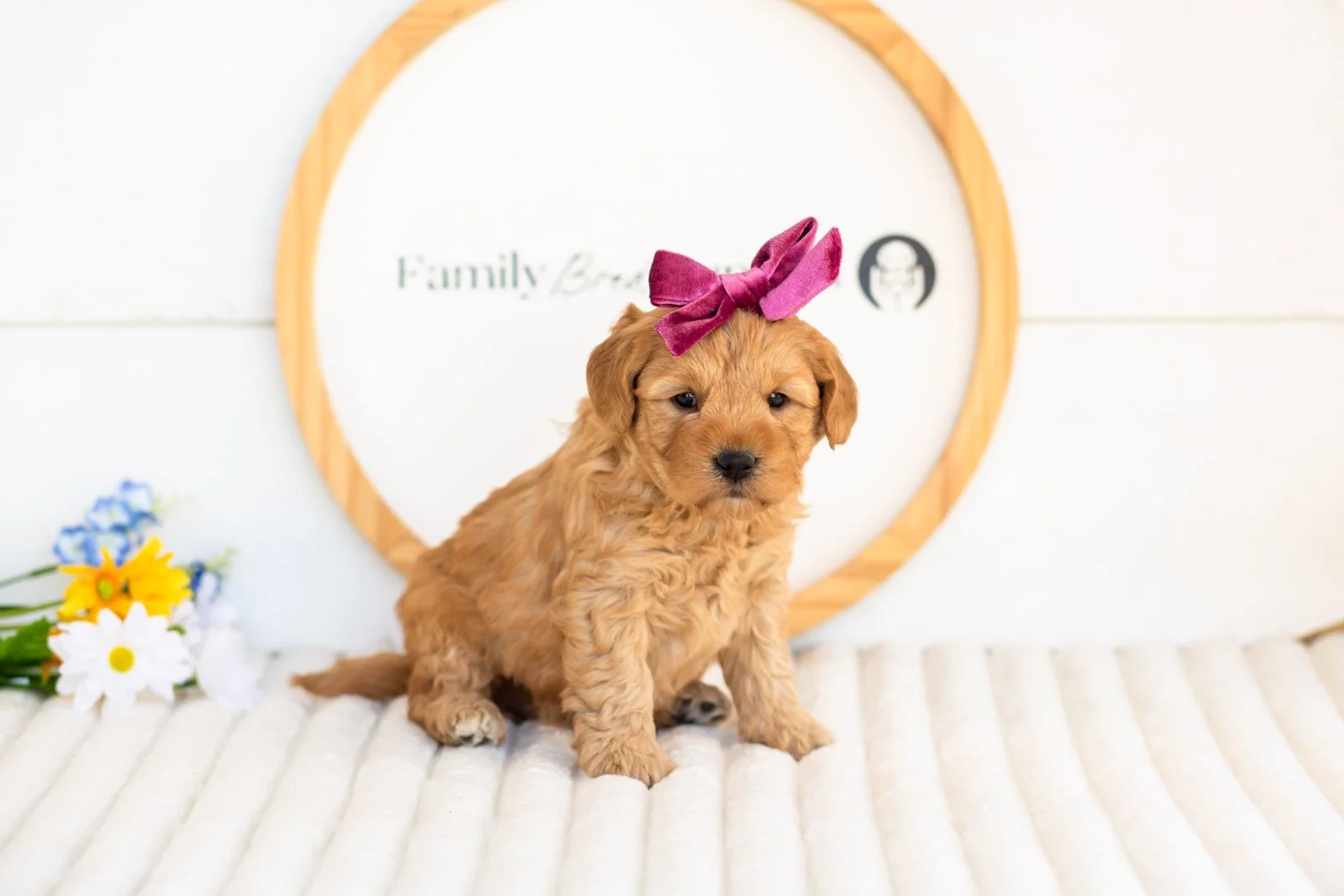 edith goldendoodle for sale.(2).jpg