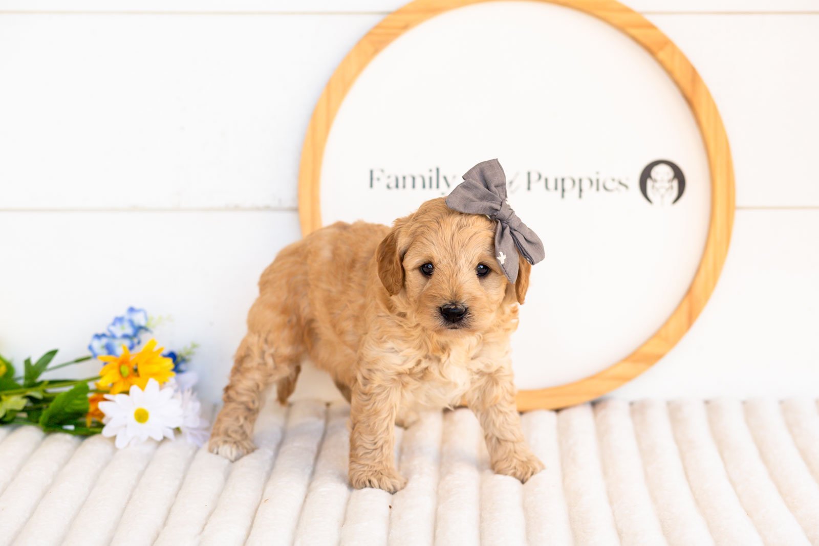 isobel goldendoodle for sale.jpg
