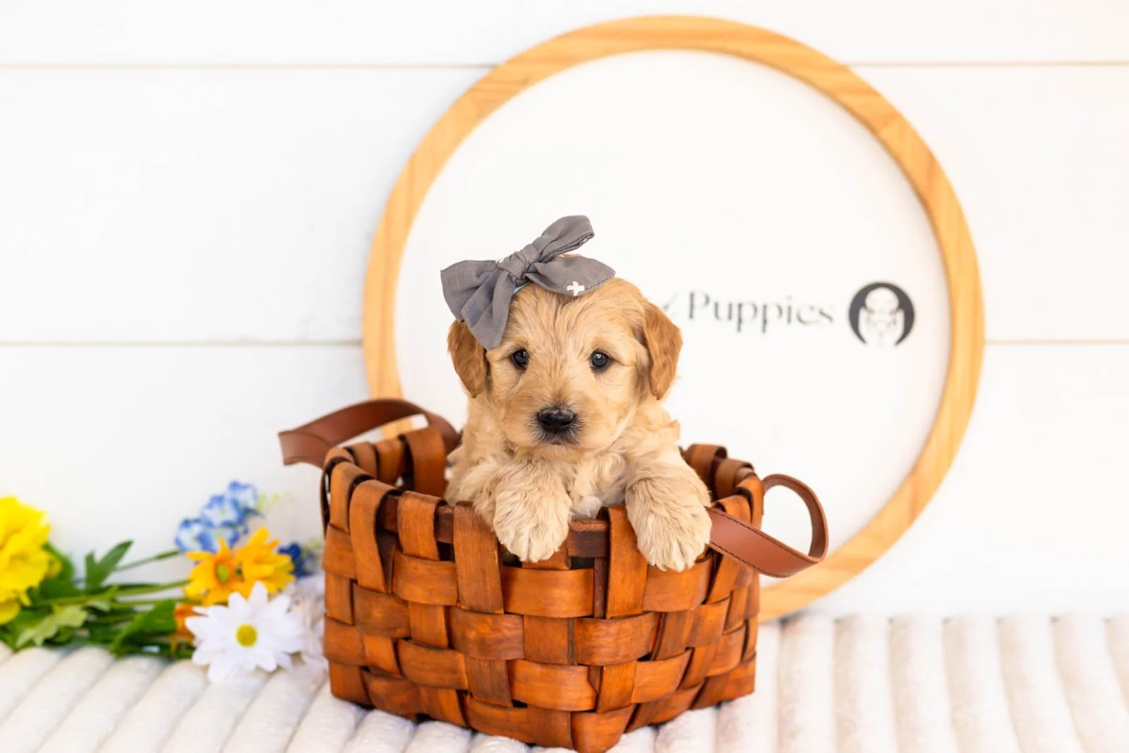 isobel goldendoodle for sale..jpg