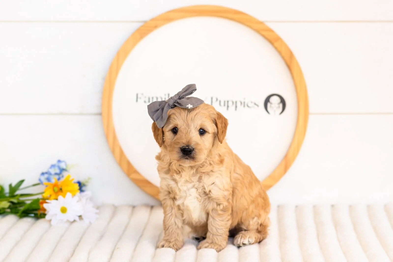 isobel goldendoodle for sale(1).jpg