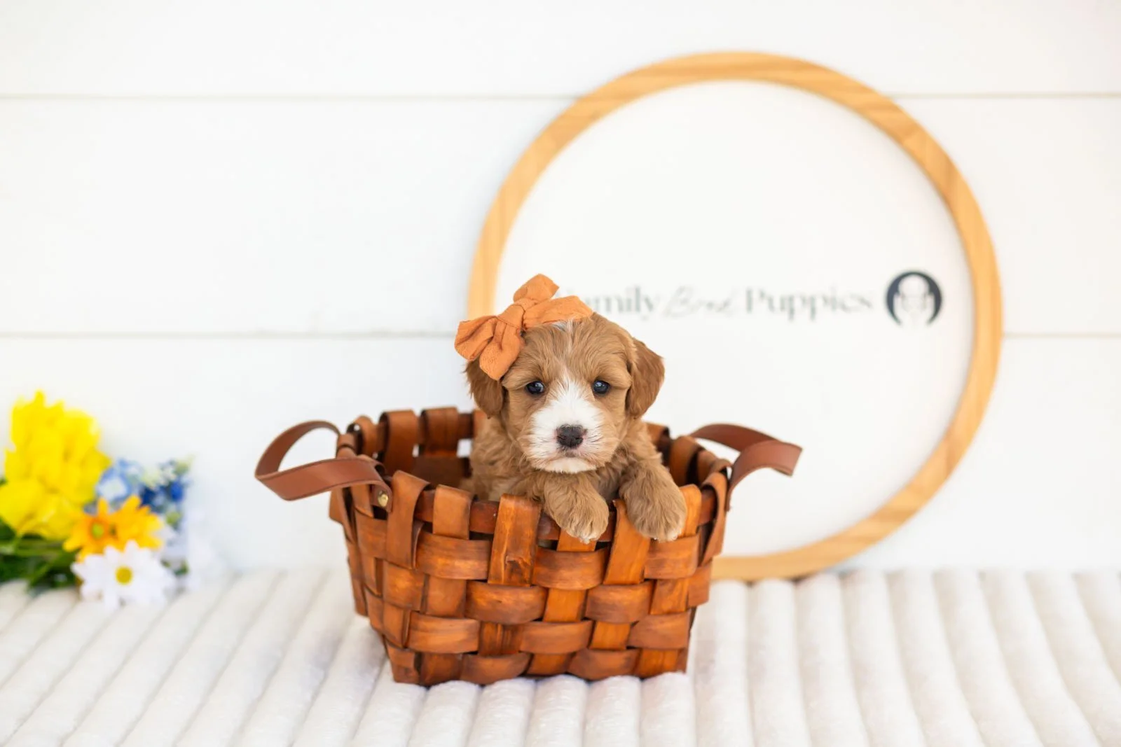 mary goldendoodle for sale(4).jpg