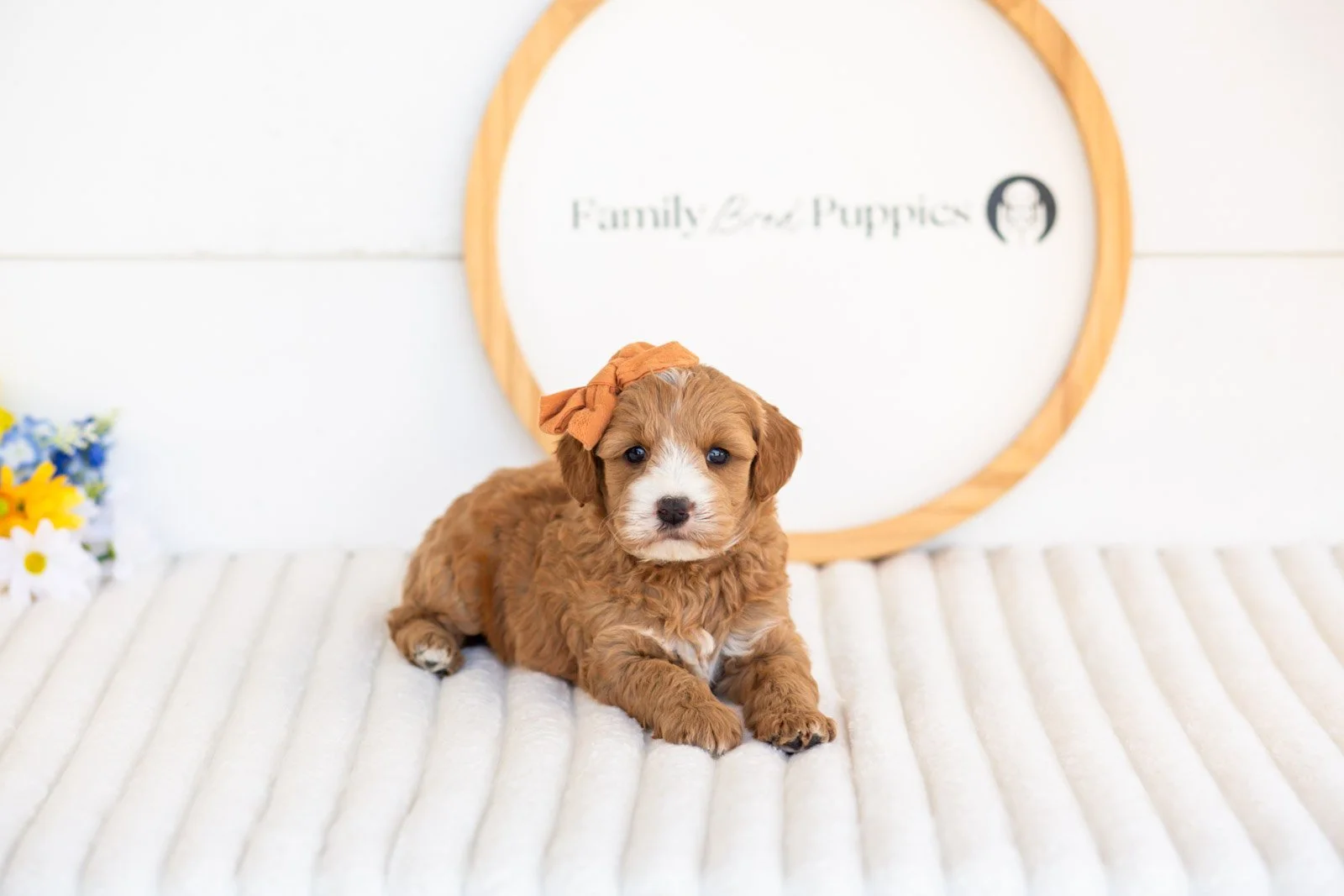 mary goldendoodle for sale(2).jpg