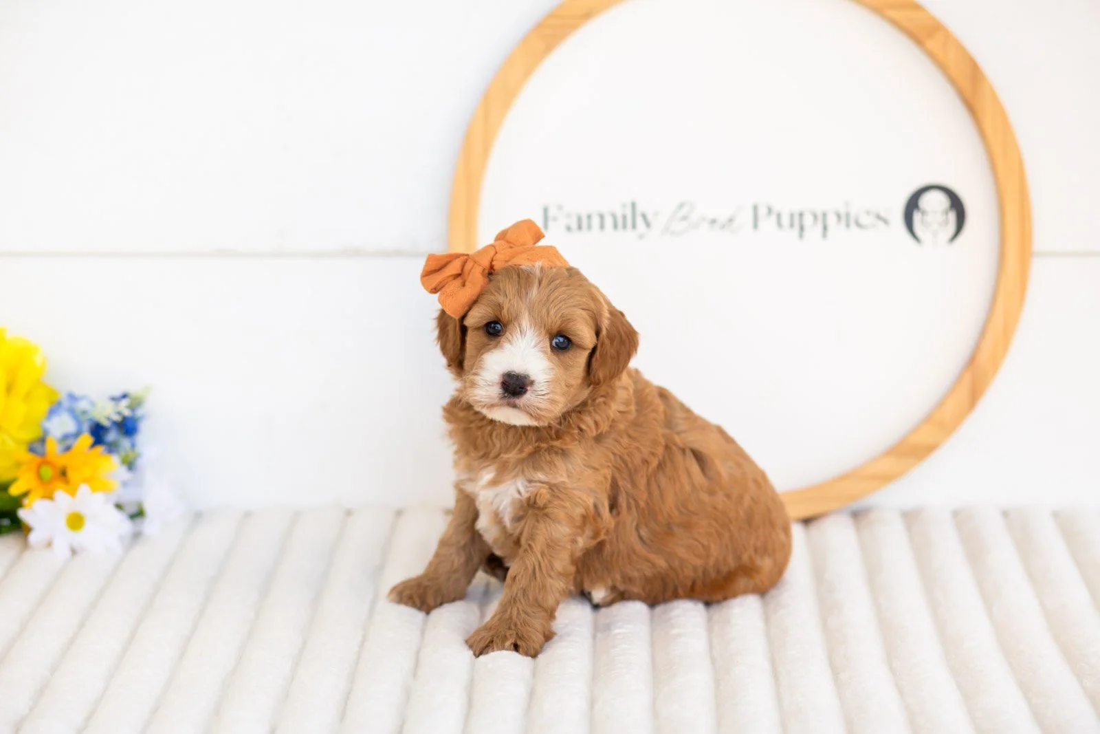 mary goldendoodle for sale(3).jpg