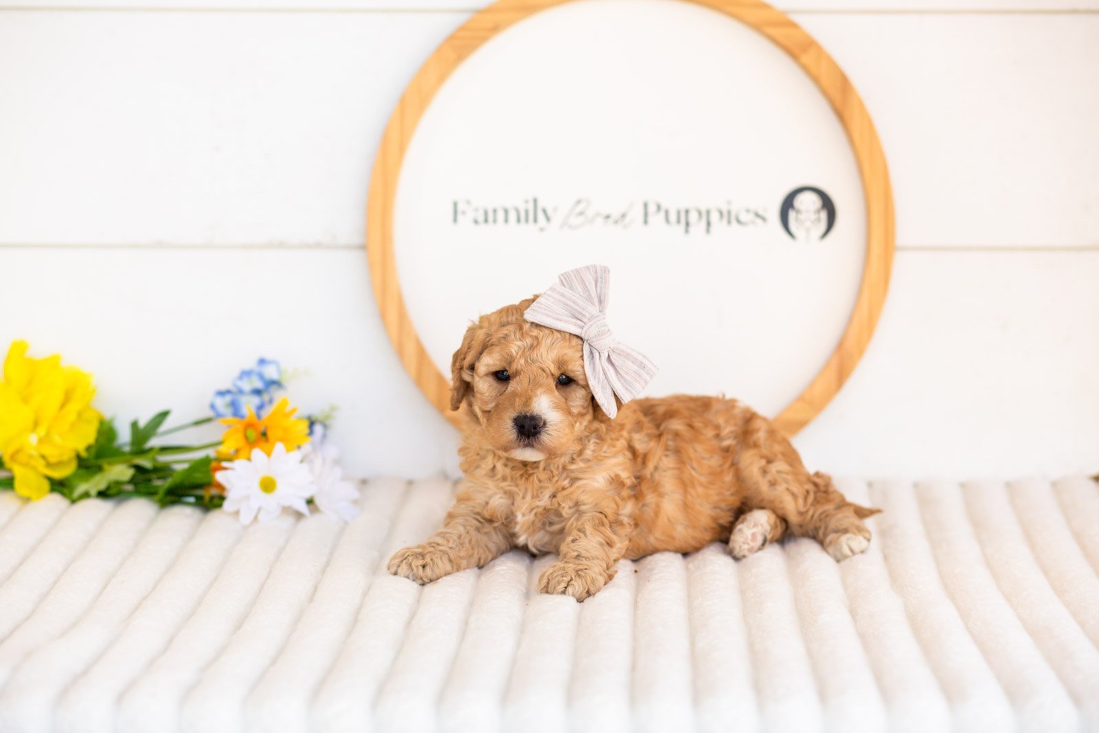 sybil goldendoodle for sale.jpg