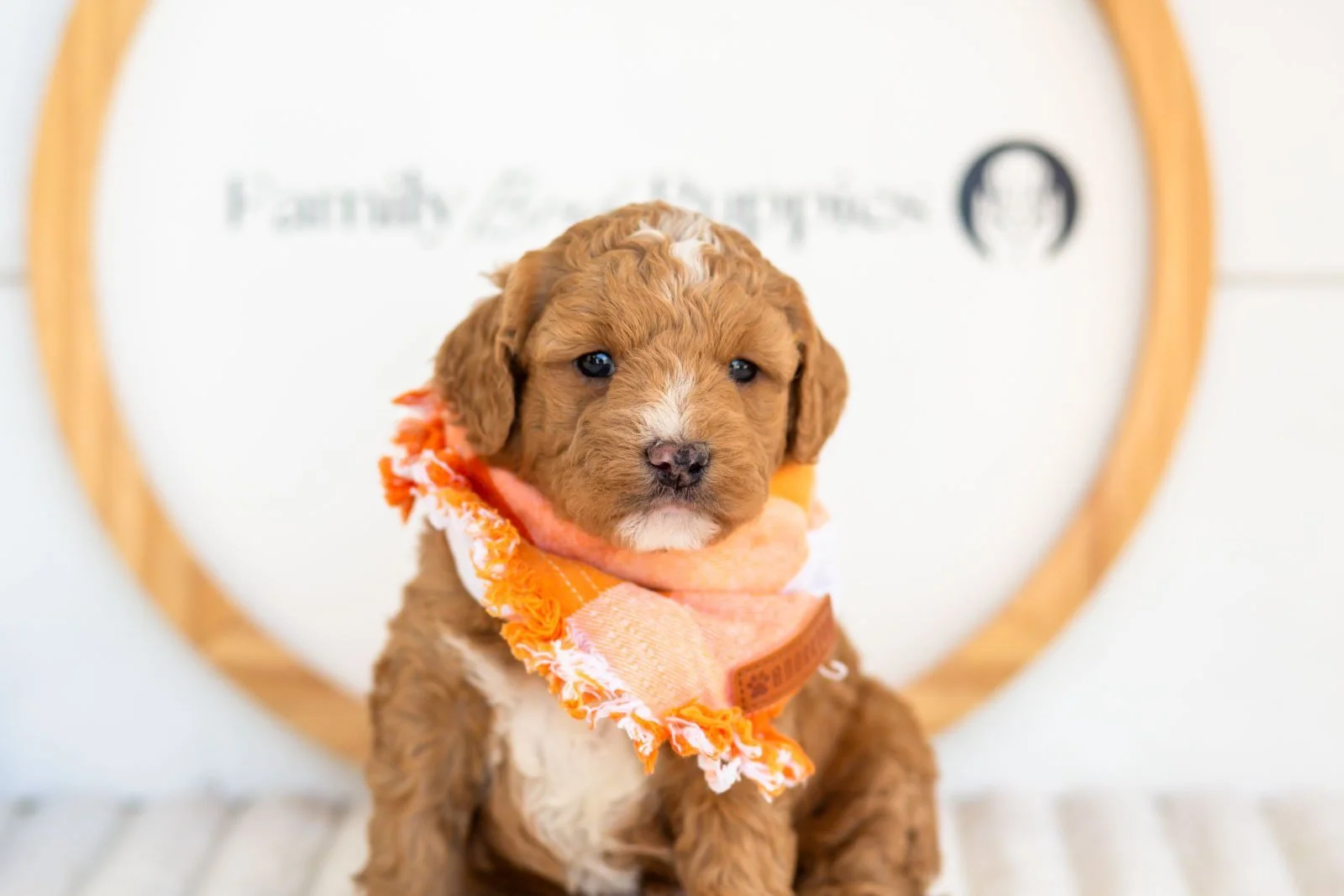 Bates goldendoodle for sale(1).jpg