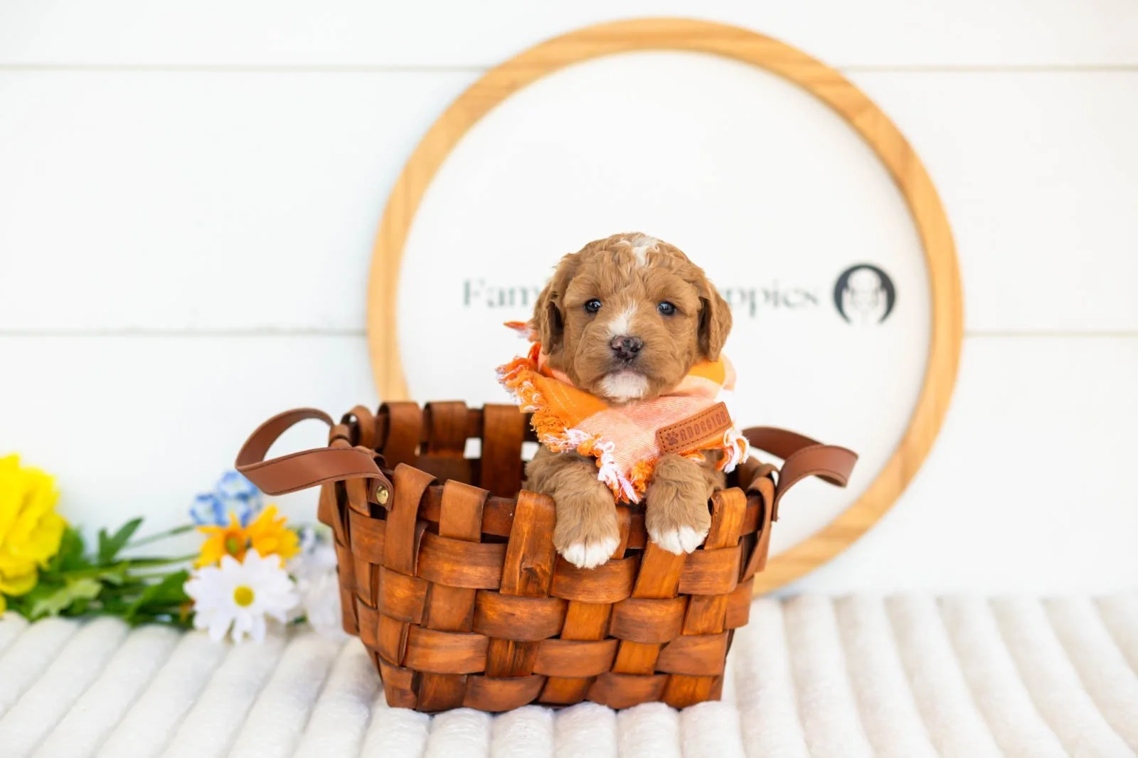 Bates goldendoodle for sale(4).jpg