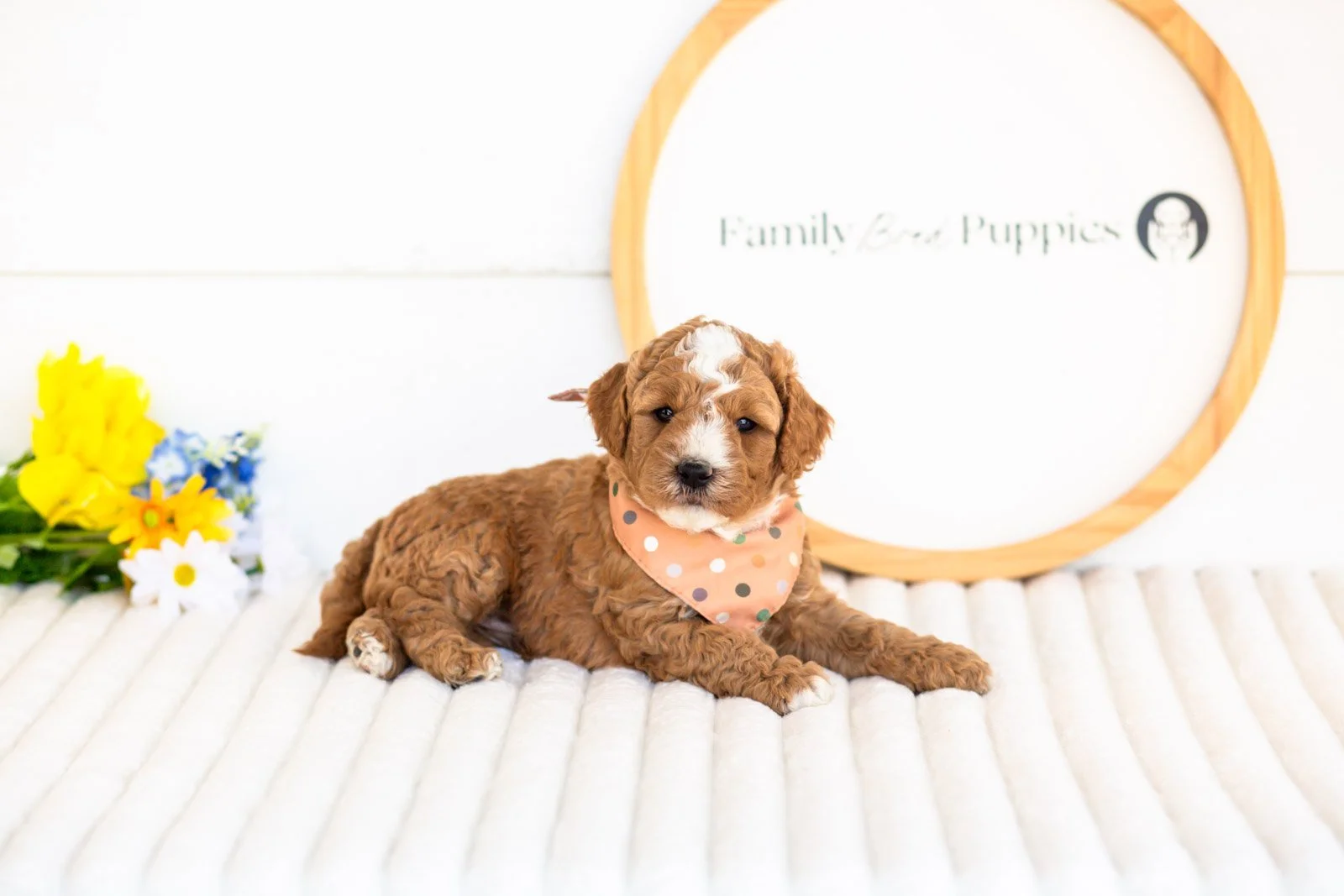 carson goldendoodle for sale.jpg