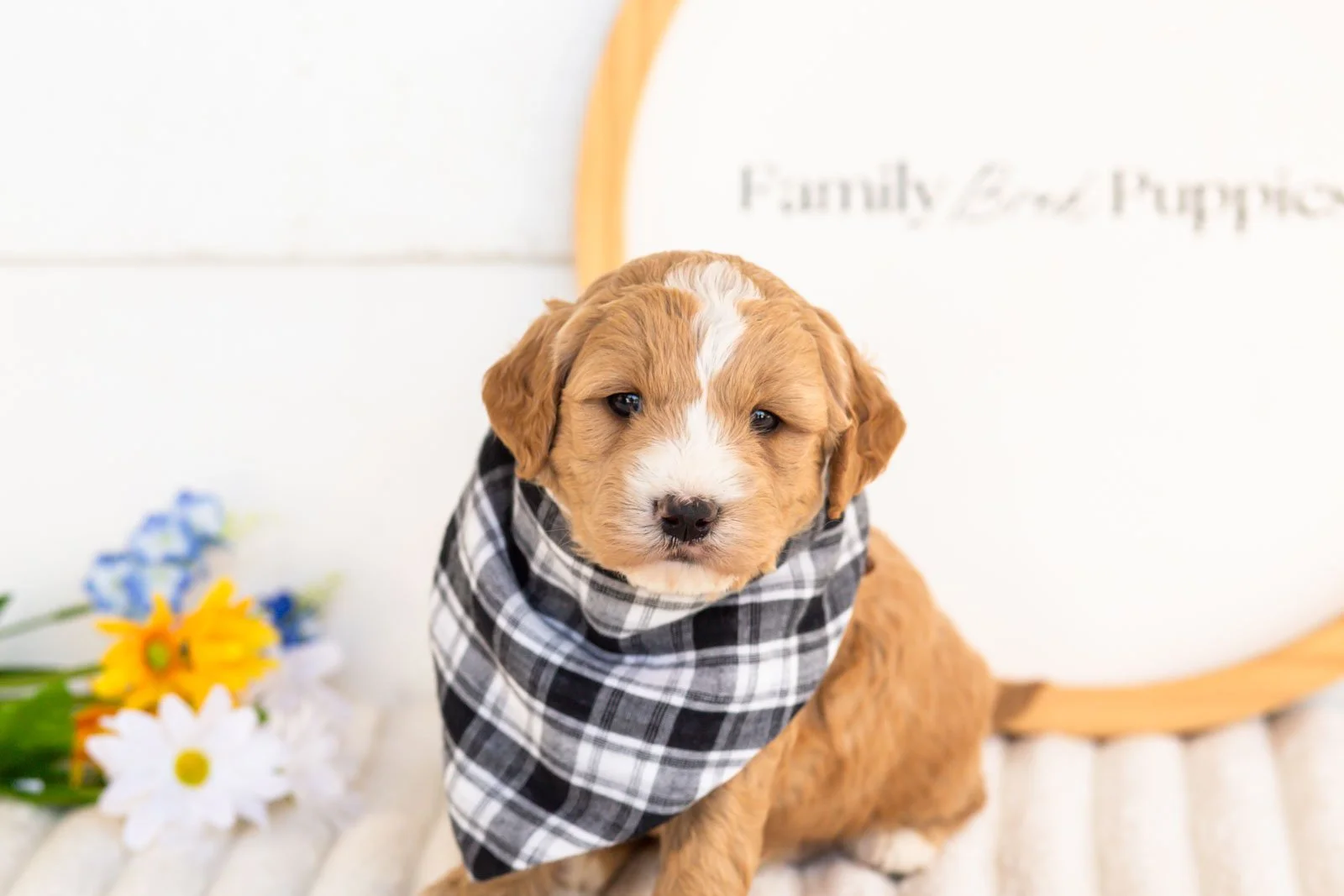 mathew goldendoodle for sale.jpg