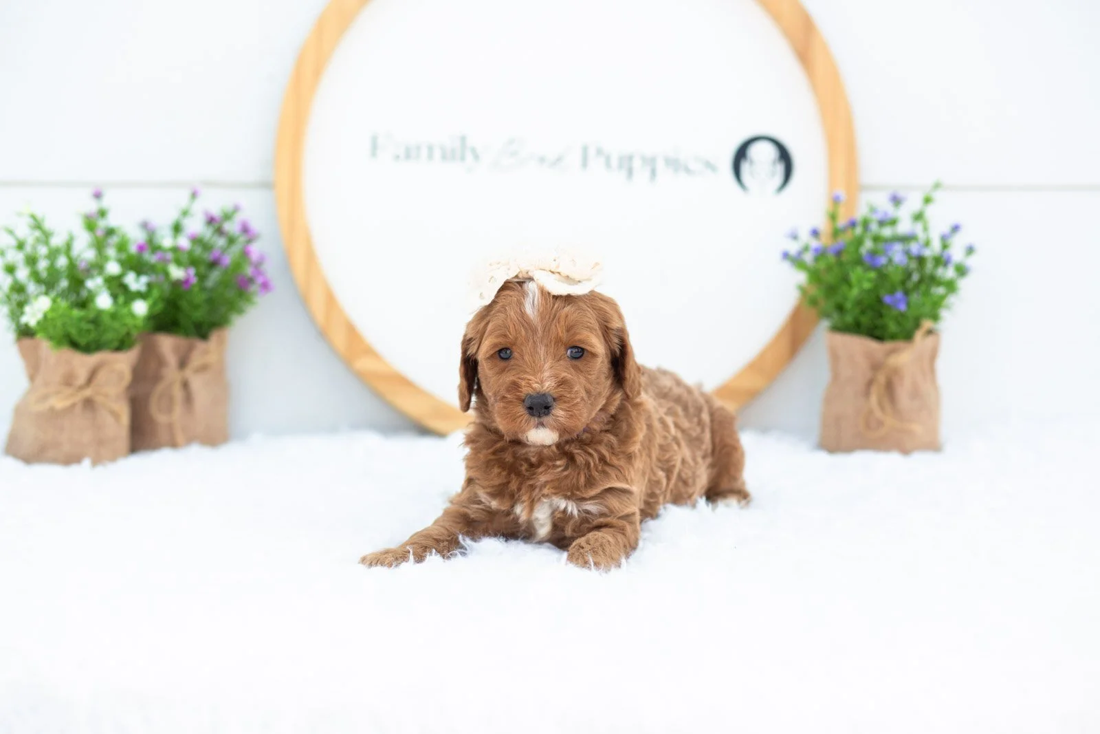 rosalind godlendoodle for sale.jpg